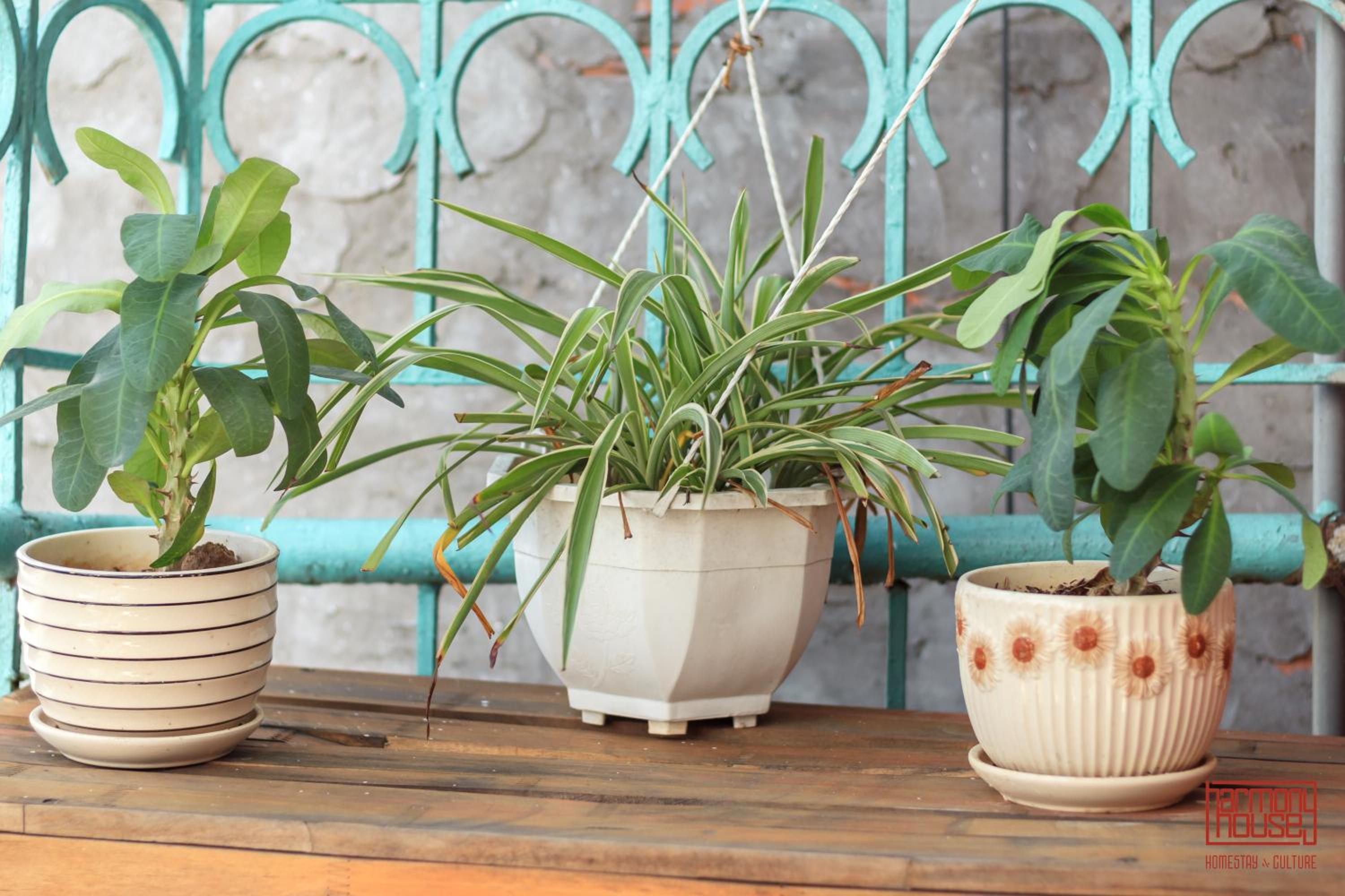 Harmony Homestay - Hanoi Homestay in Old Quarter