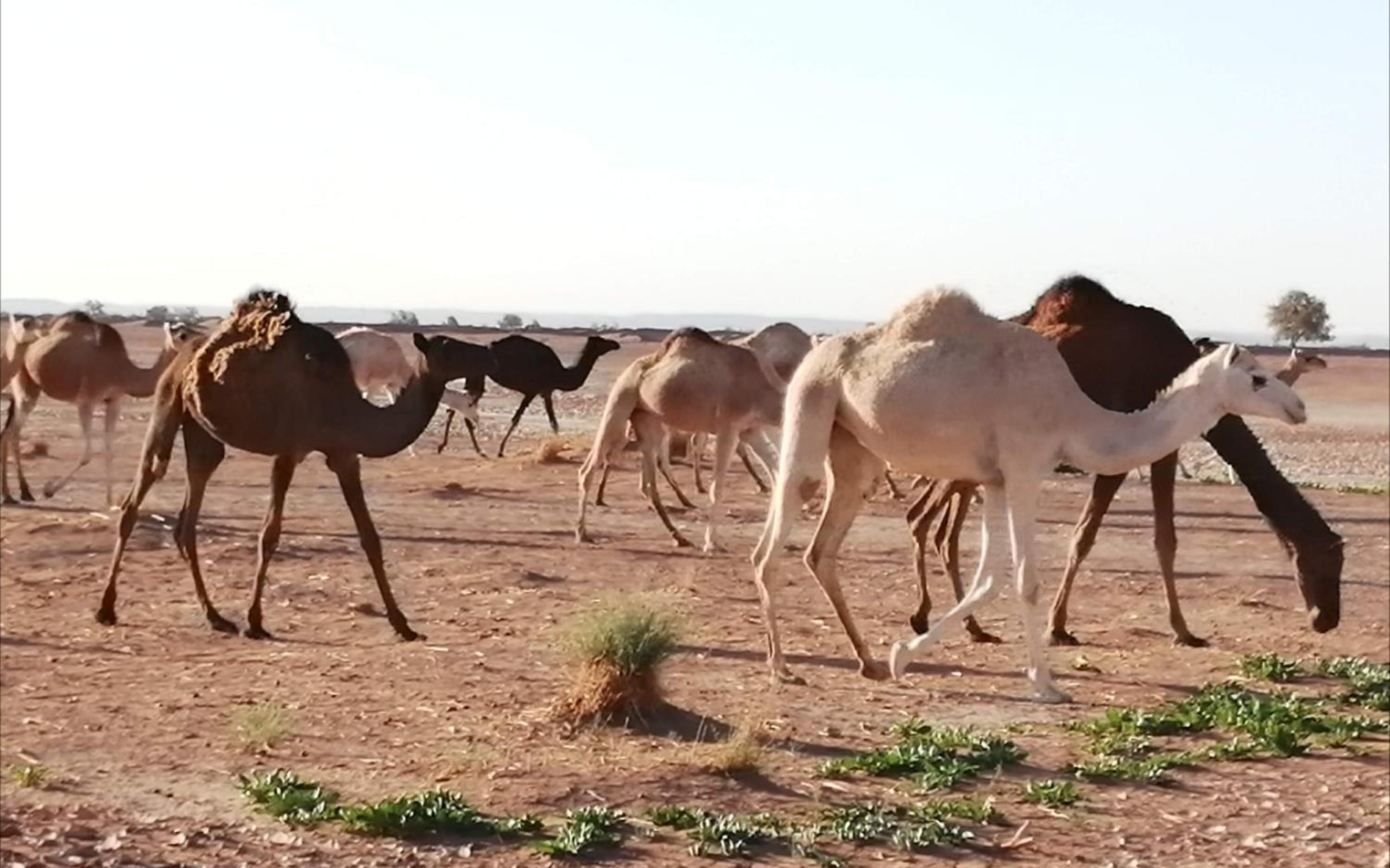 Kasbah Les Alizes Du Desert