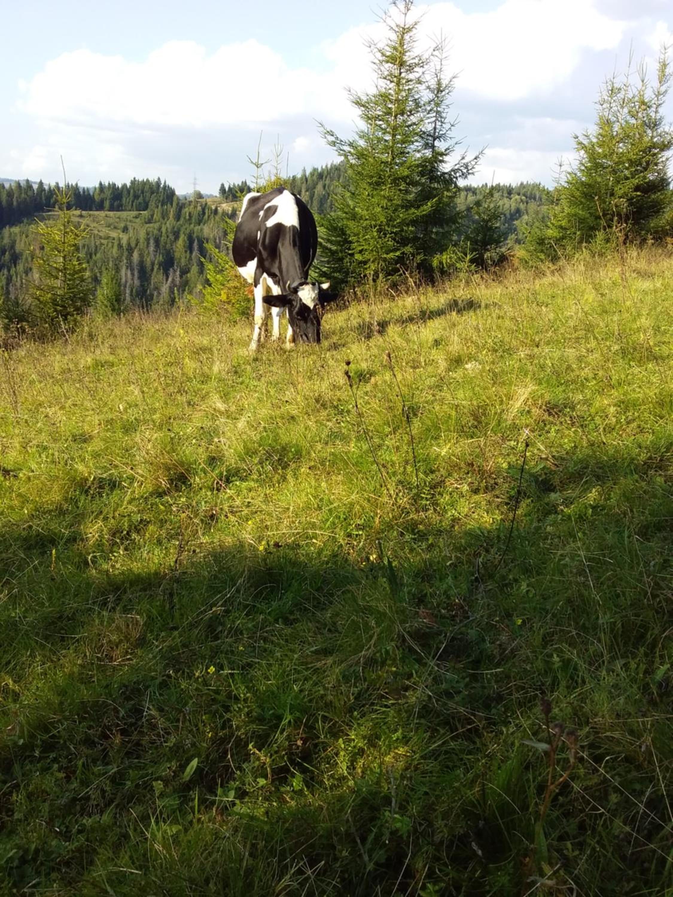 Photo 35