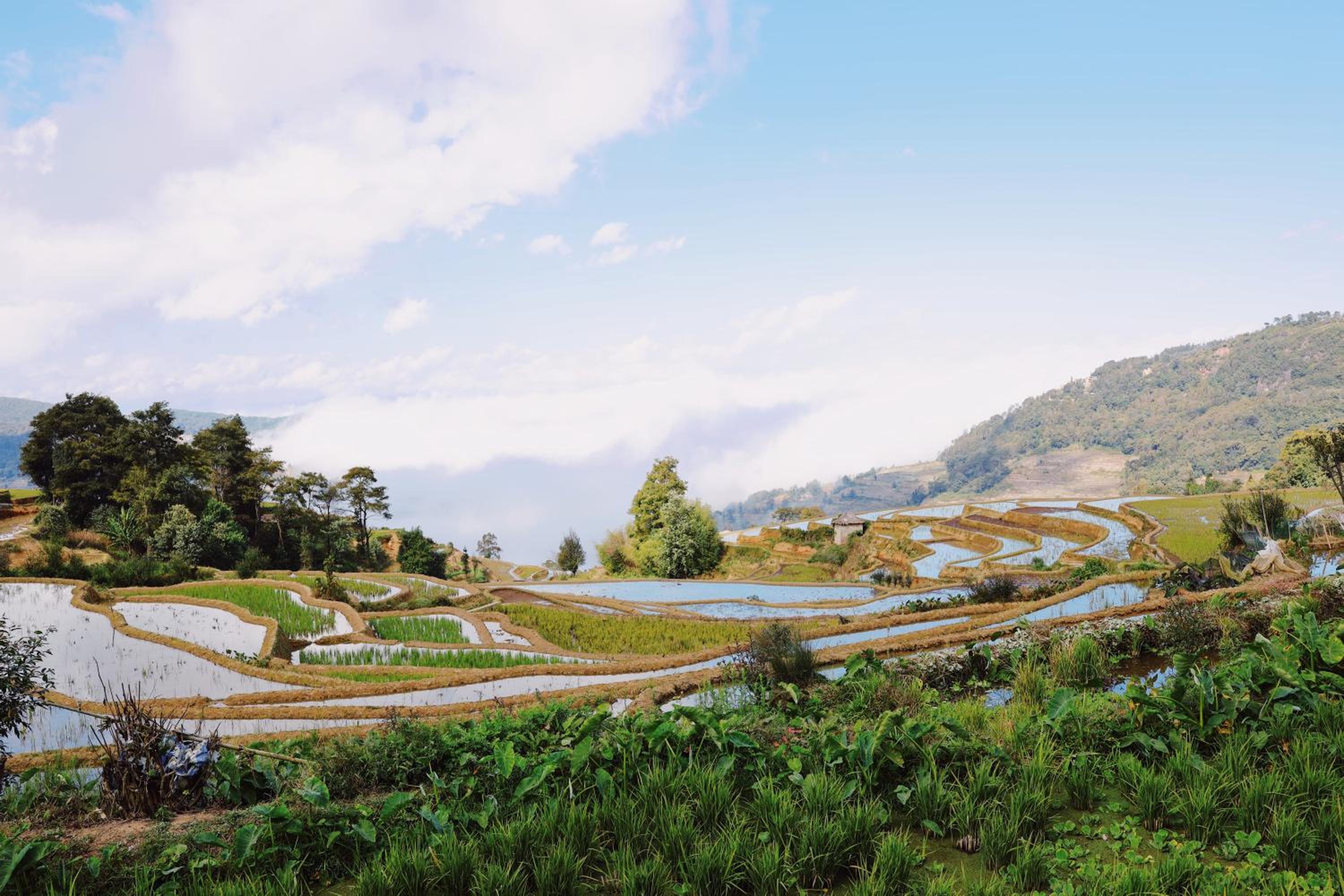 Twelve Manor Xiangdian Yuanyang Rice Terraces Retreat