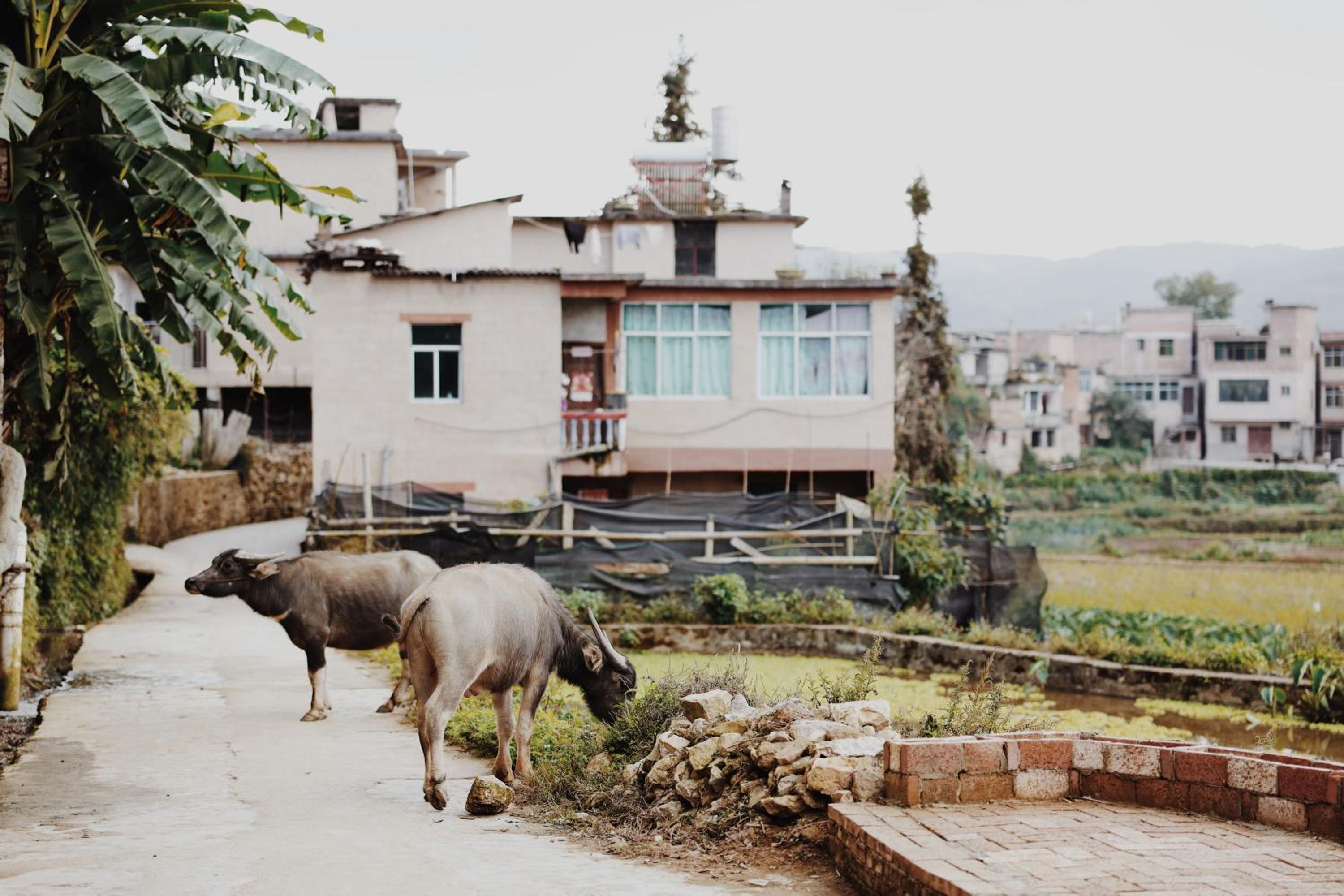 Twelve Manor Xiangdian Yuanyang Rice Terraces Retreat