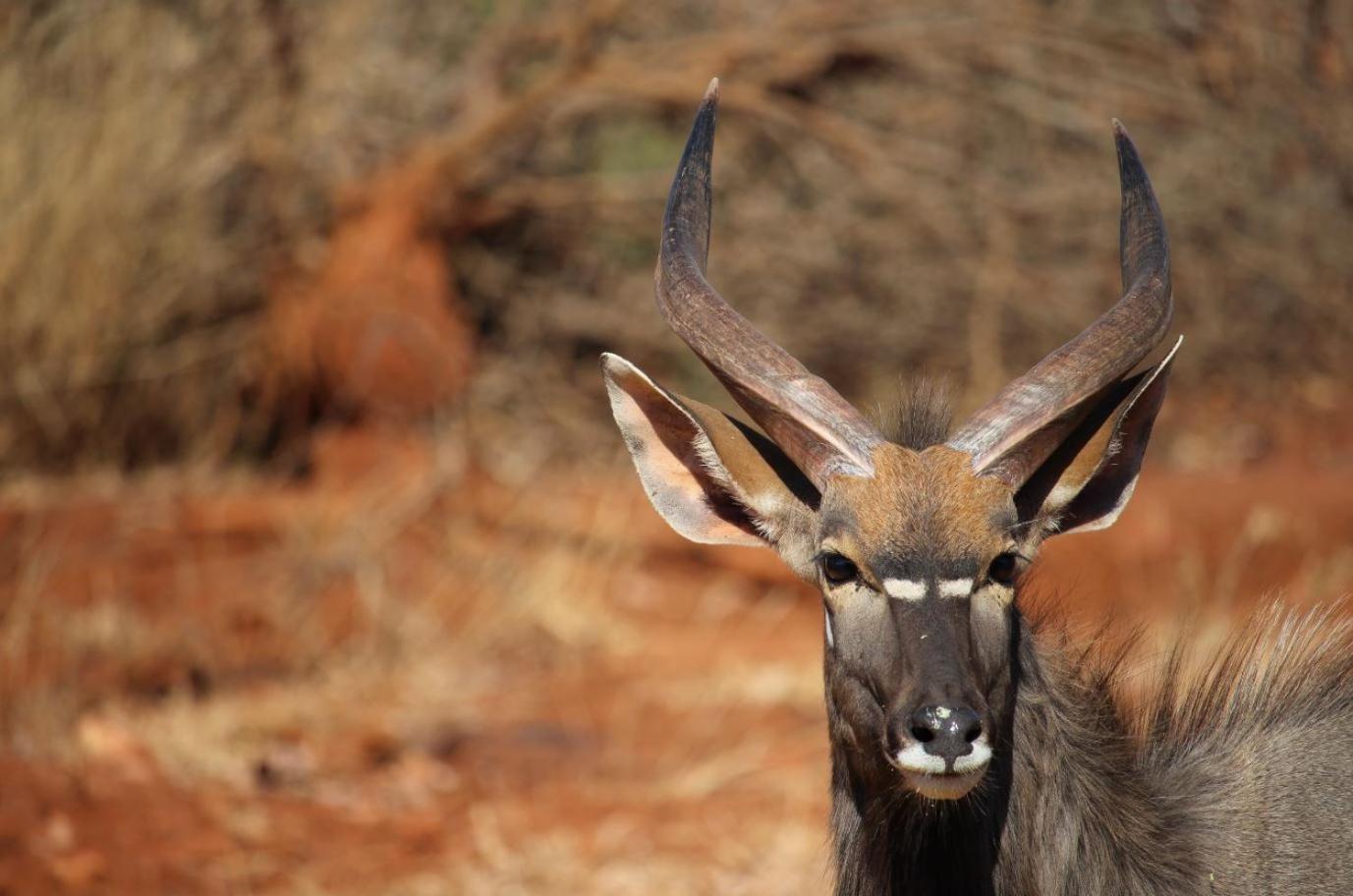 Kilima Private Game Reserve & Spa