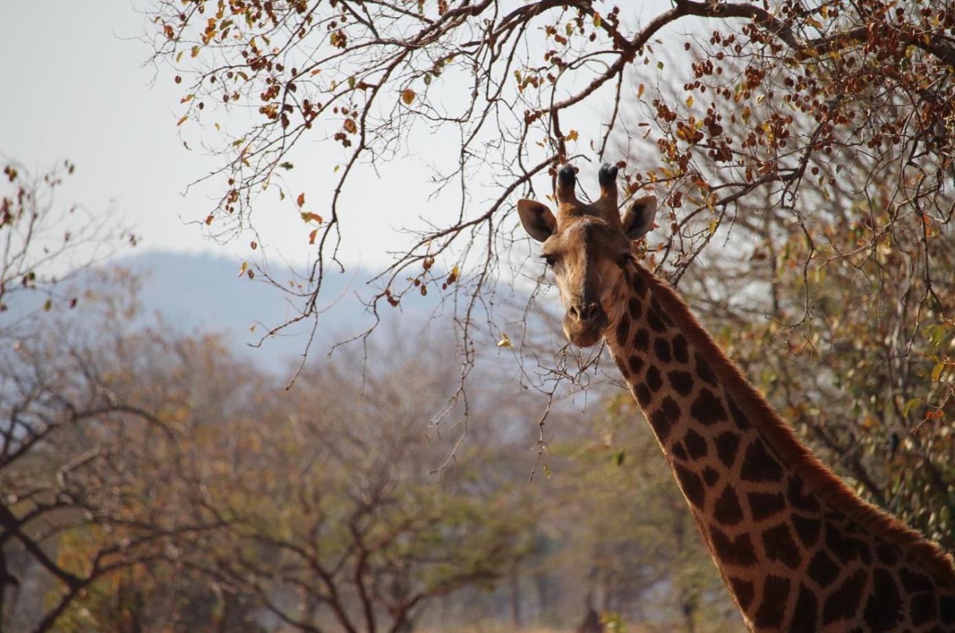 Kilima Private Game Reserve & Spa