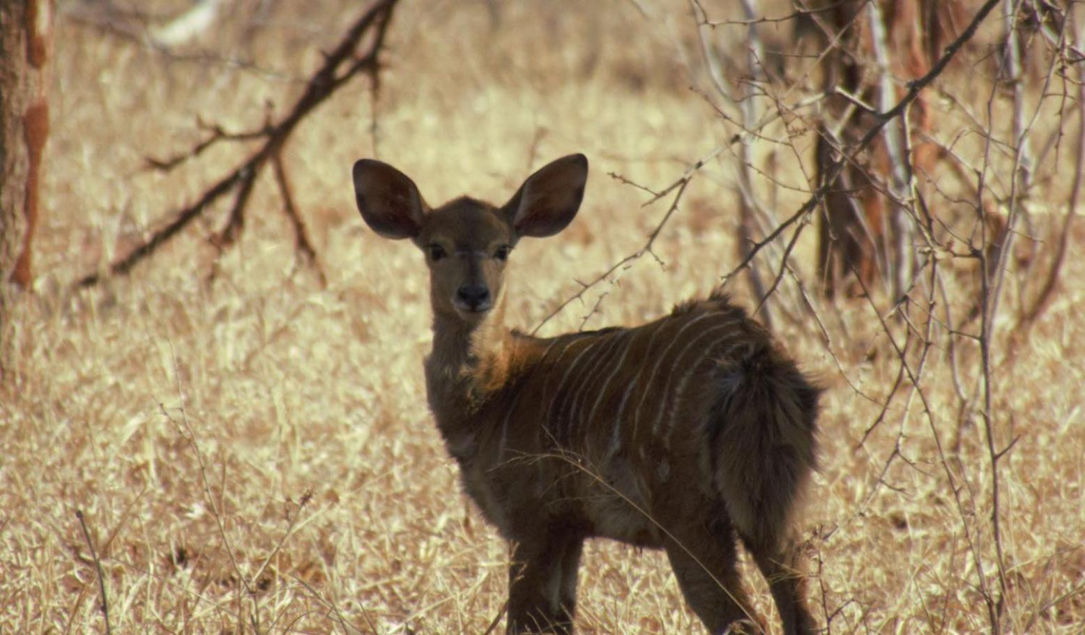 Kilima Private Game Reserve & Spa