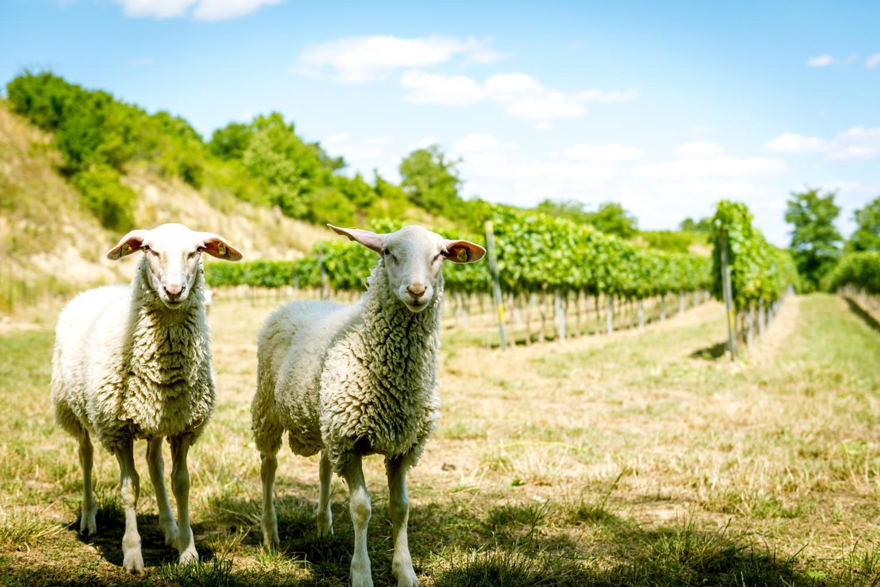 Weingut Burger