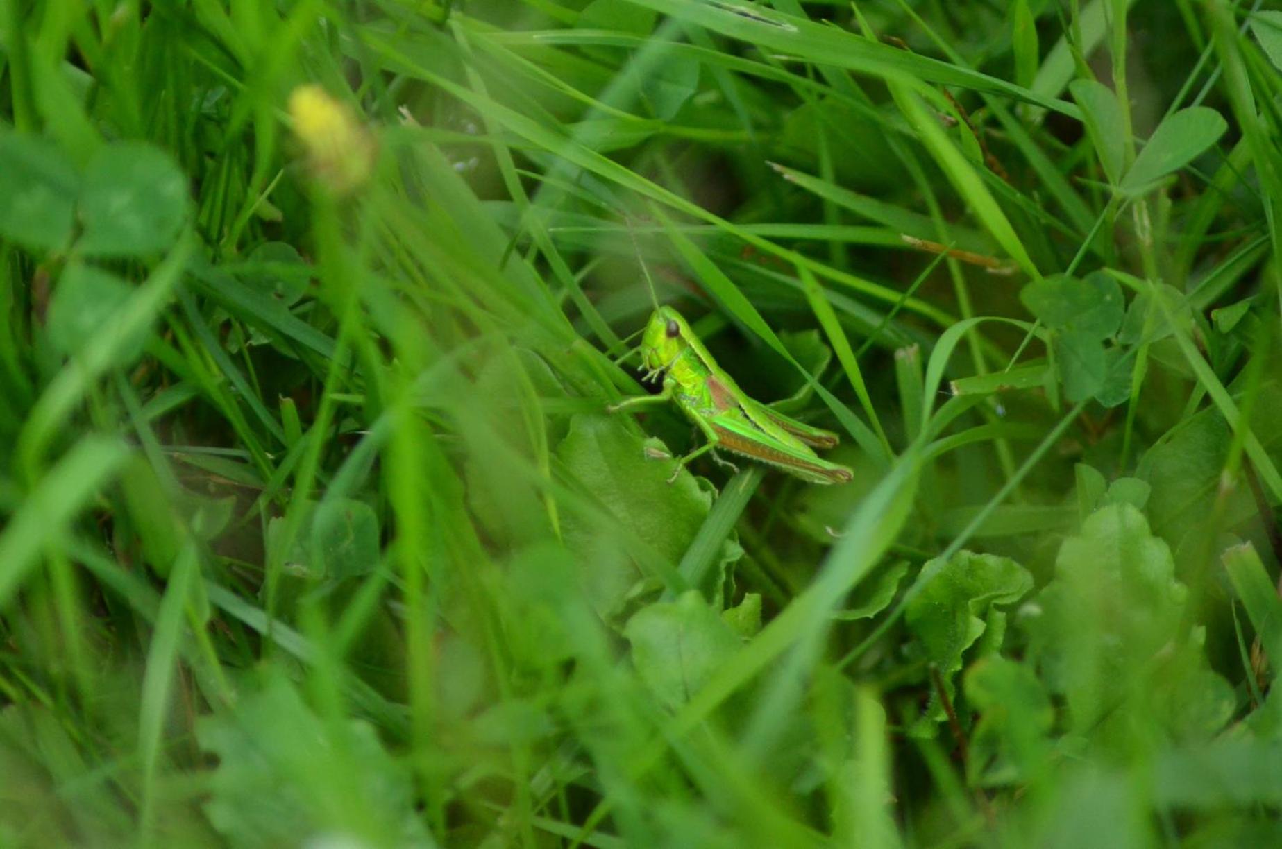 Photo 44