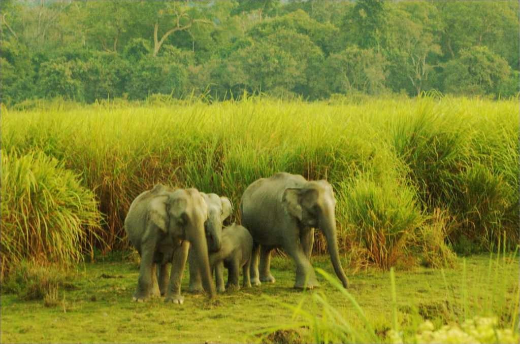 Pallabi HomeStay view 4