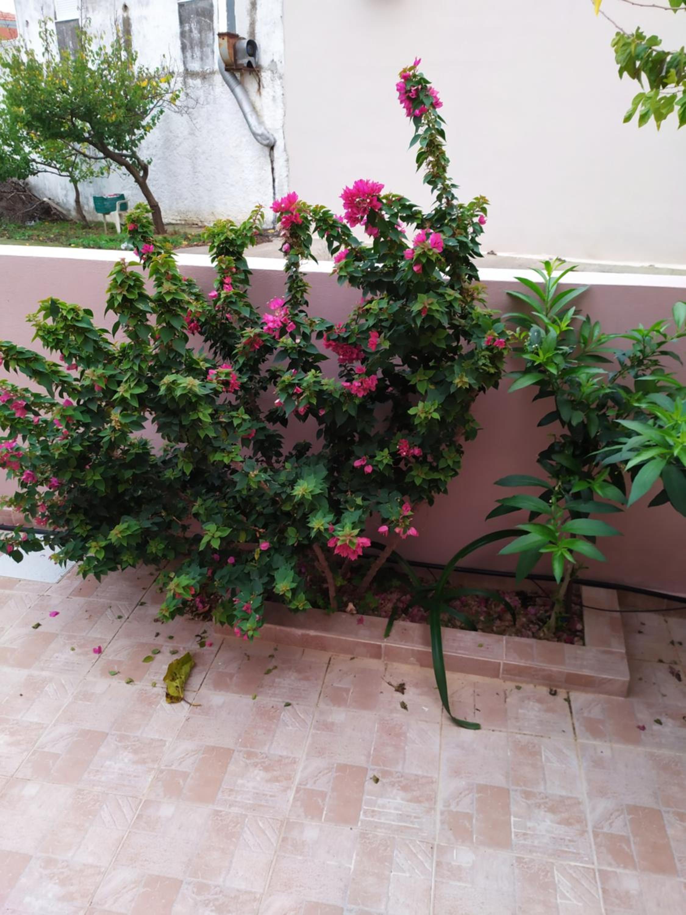 Photo 37