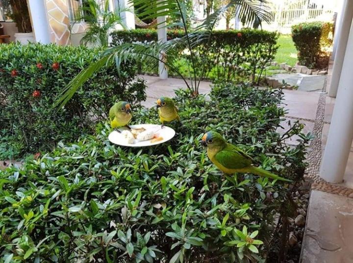 garden