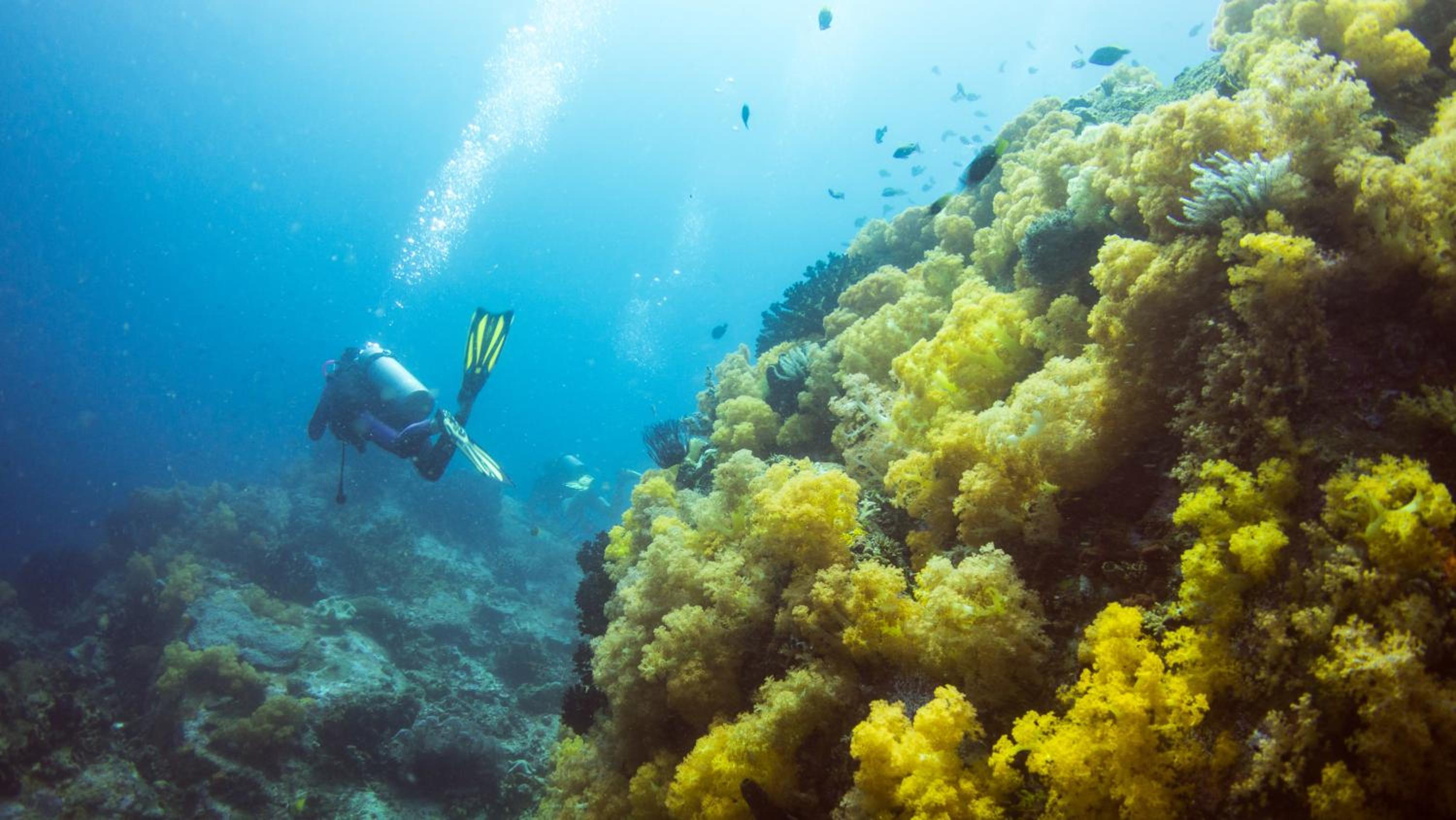 Murex Bangka Dive Resort