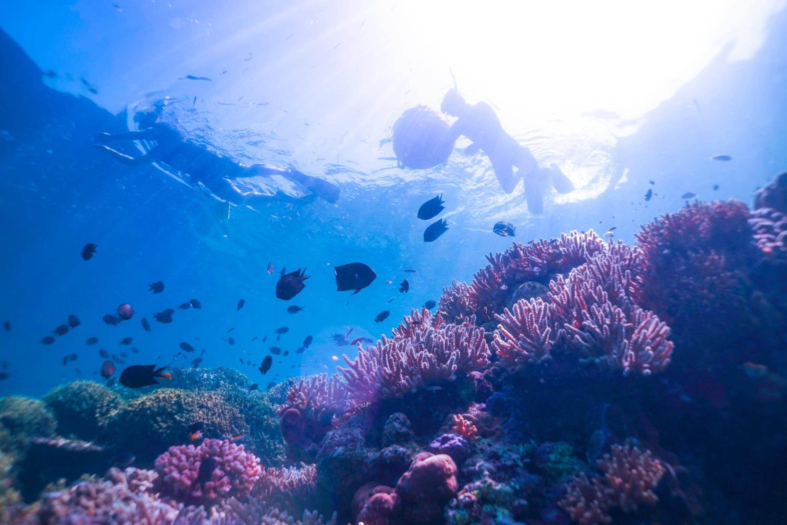 Murex Bangka Dive Resort