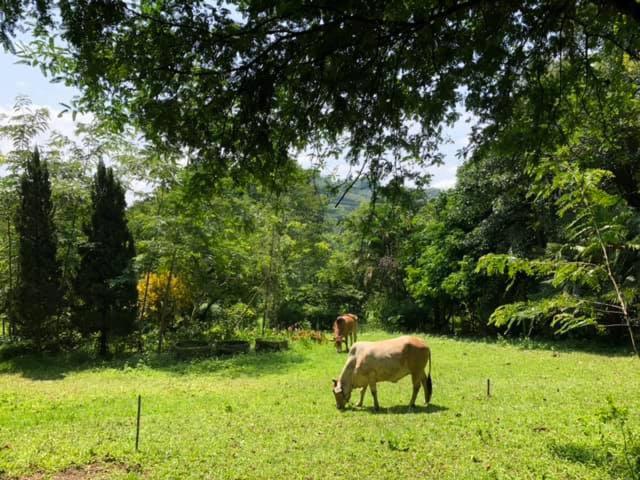 Aum Hum Homestay