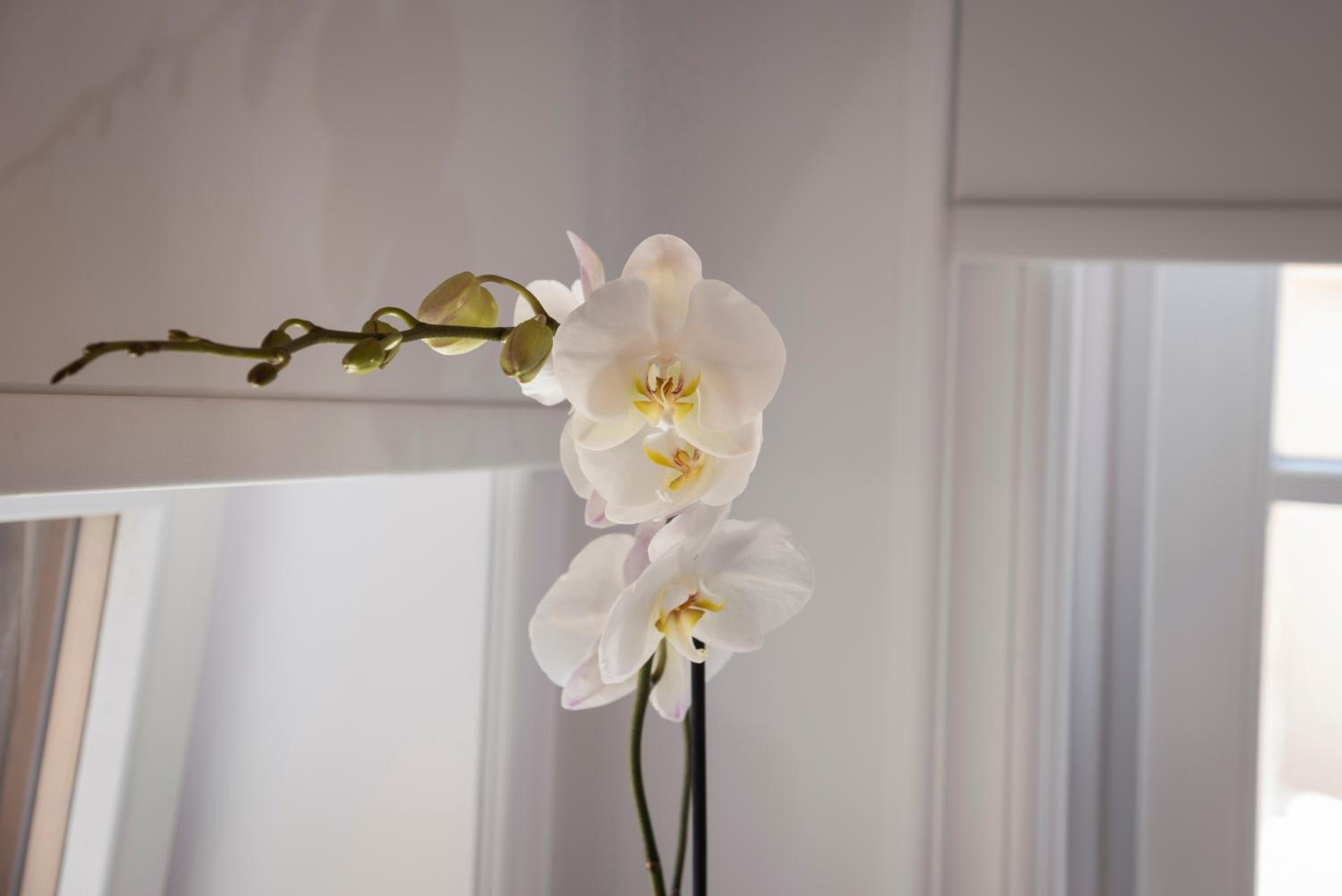 Casa Regina Luxury House
