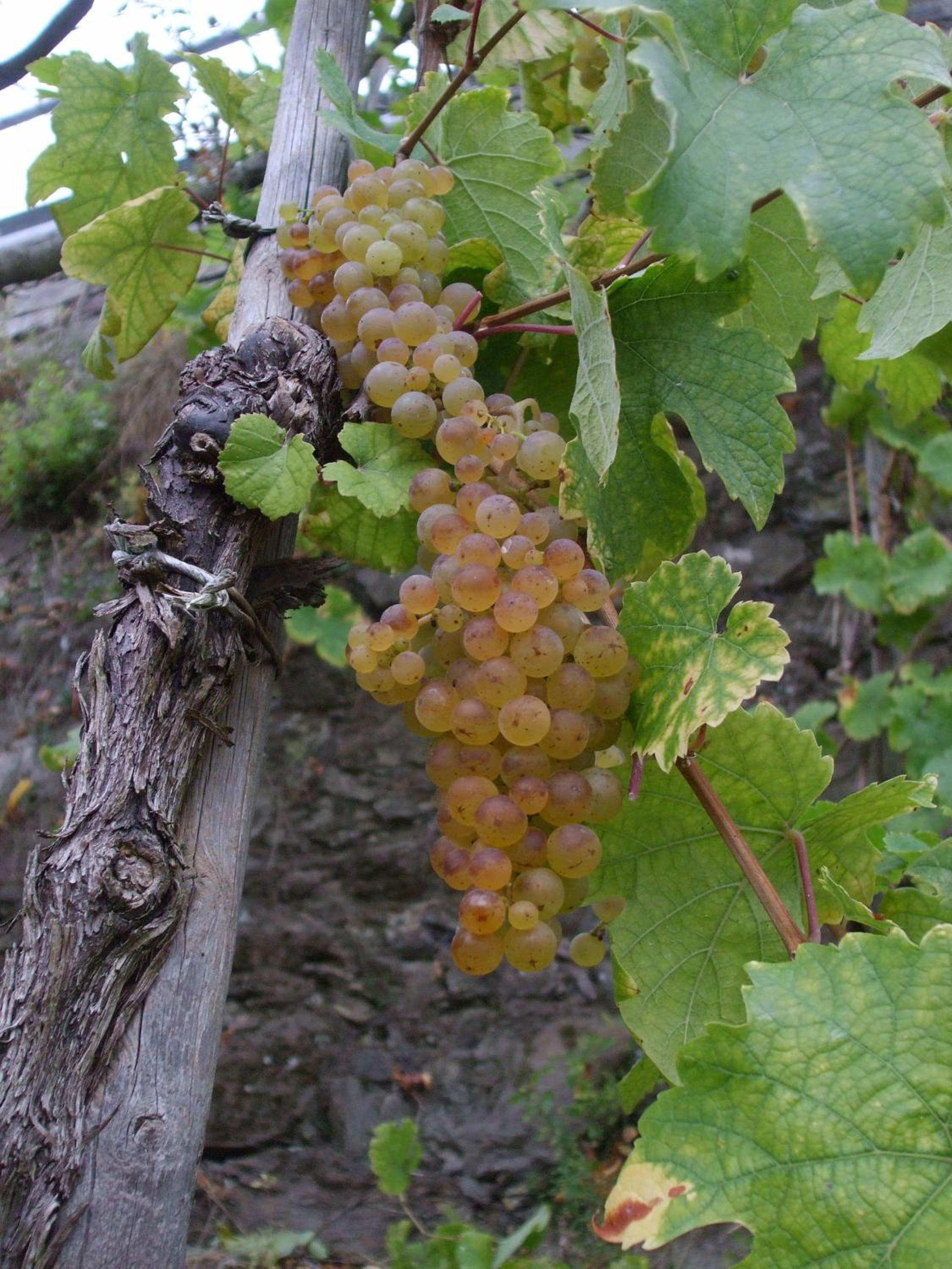 Mosel-Apart Rudorfer view 3