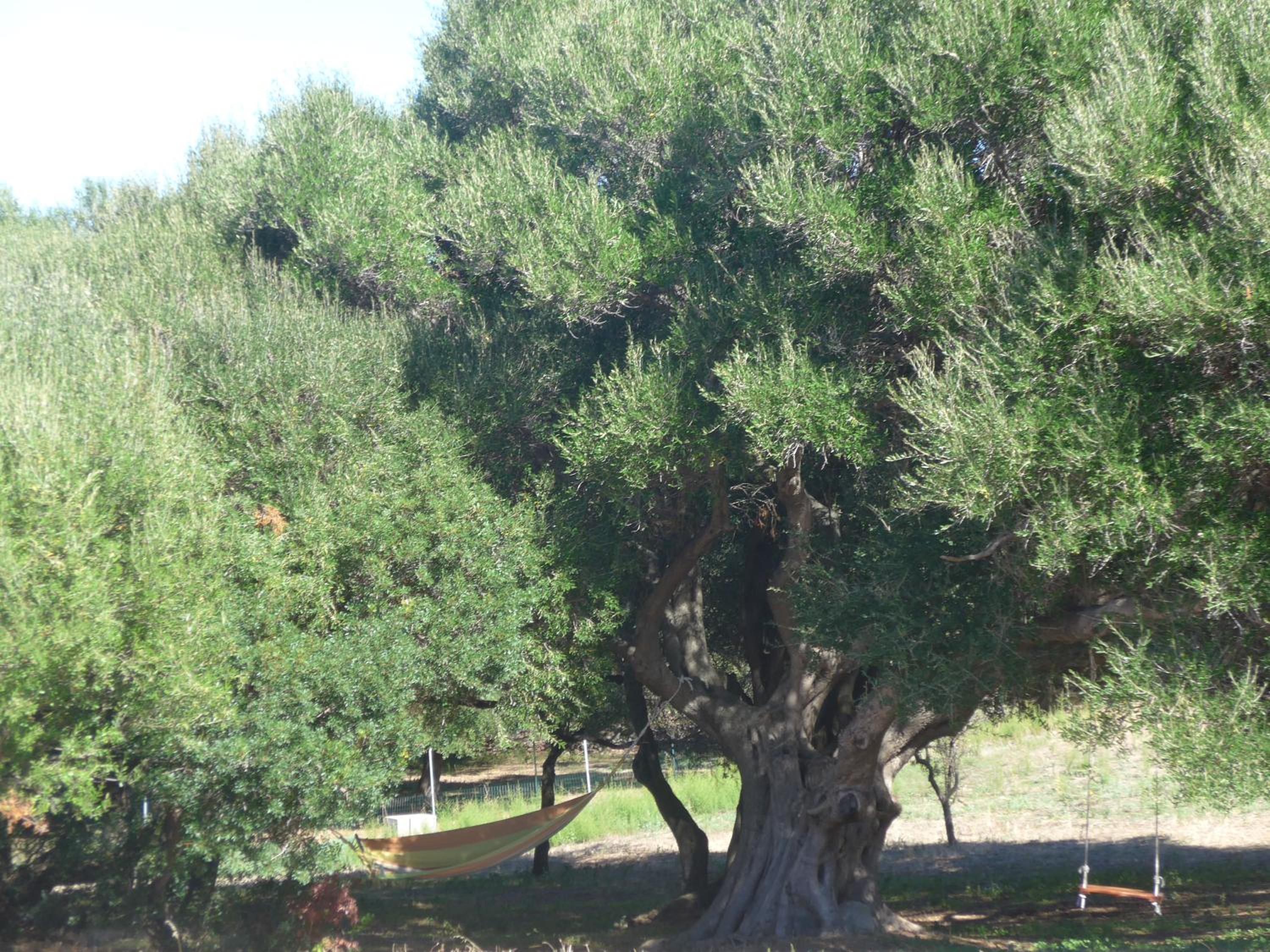 agriturismo gli olivastri -appartamento bel vedere con piscina ,solarium e vista mare,climatizzatore ,wifi