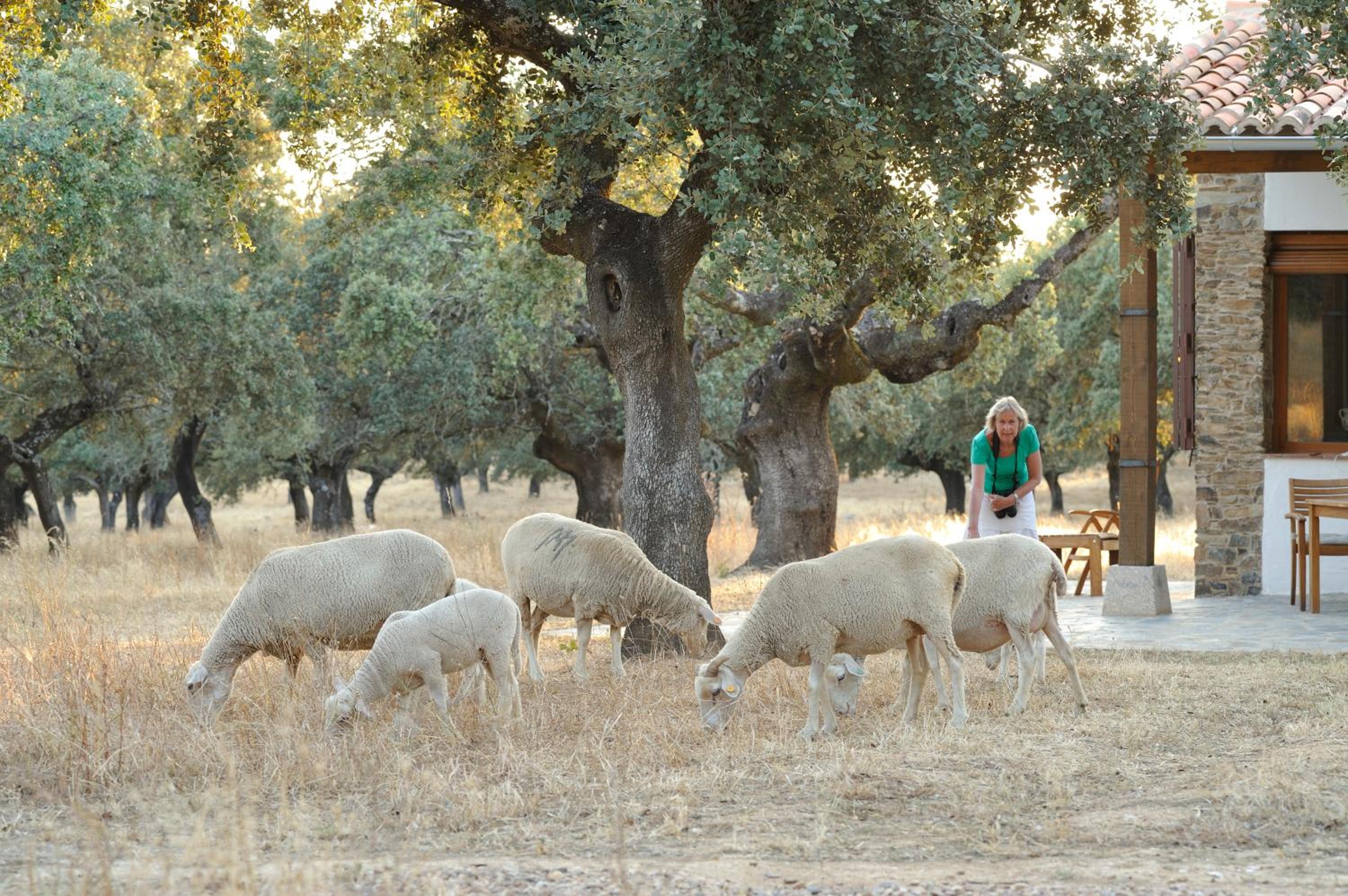 Finca Las Abubillas