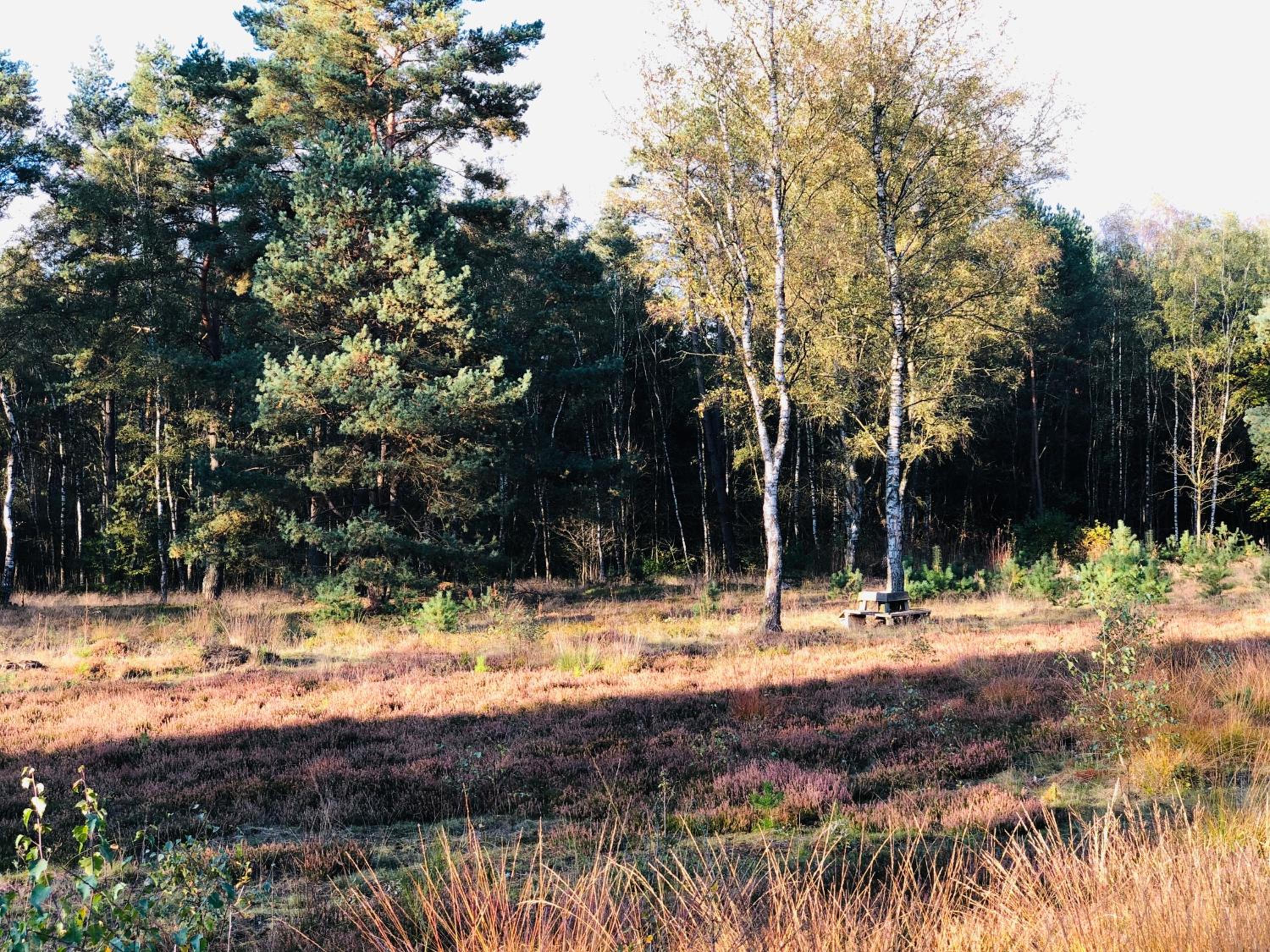 Photo 38