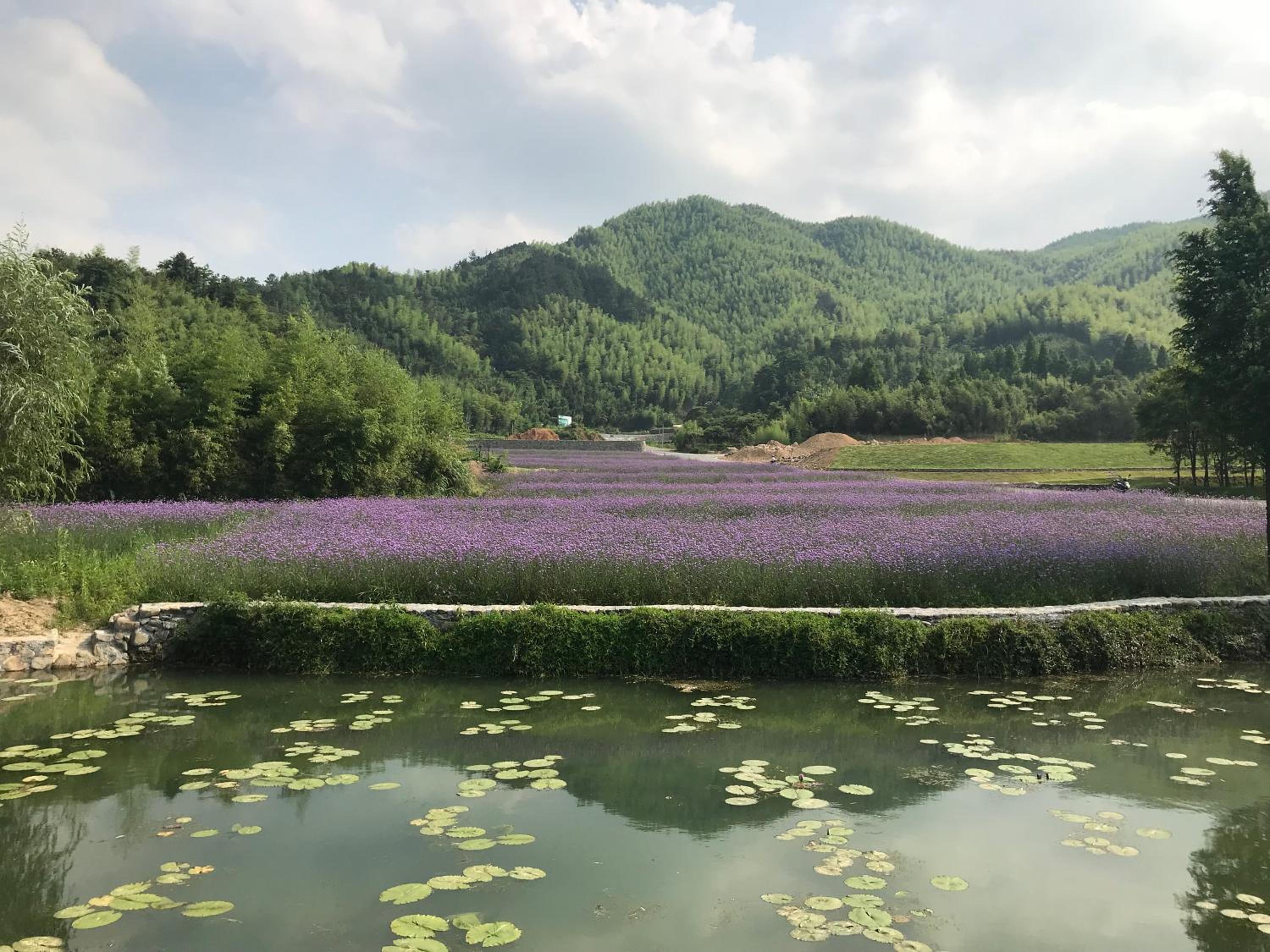 安吉 小森林 Little Forest Anji
