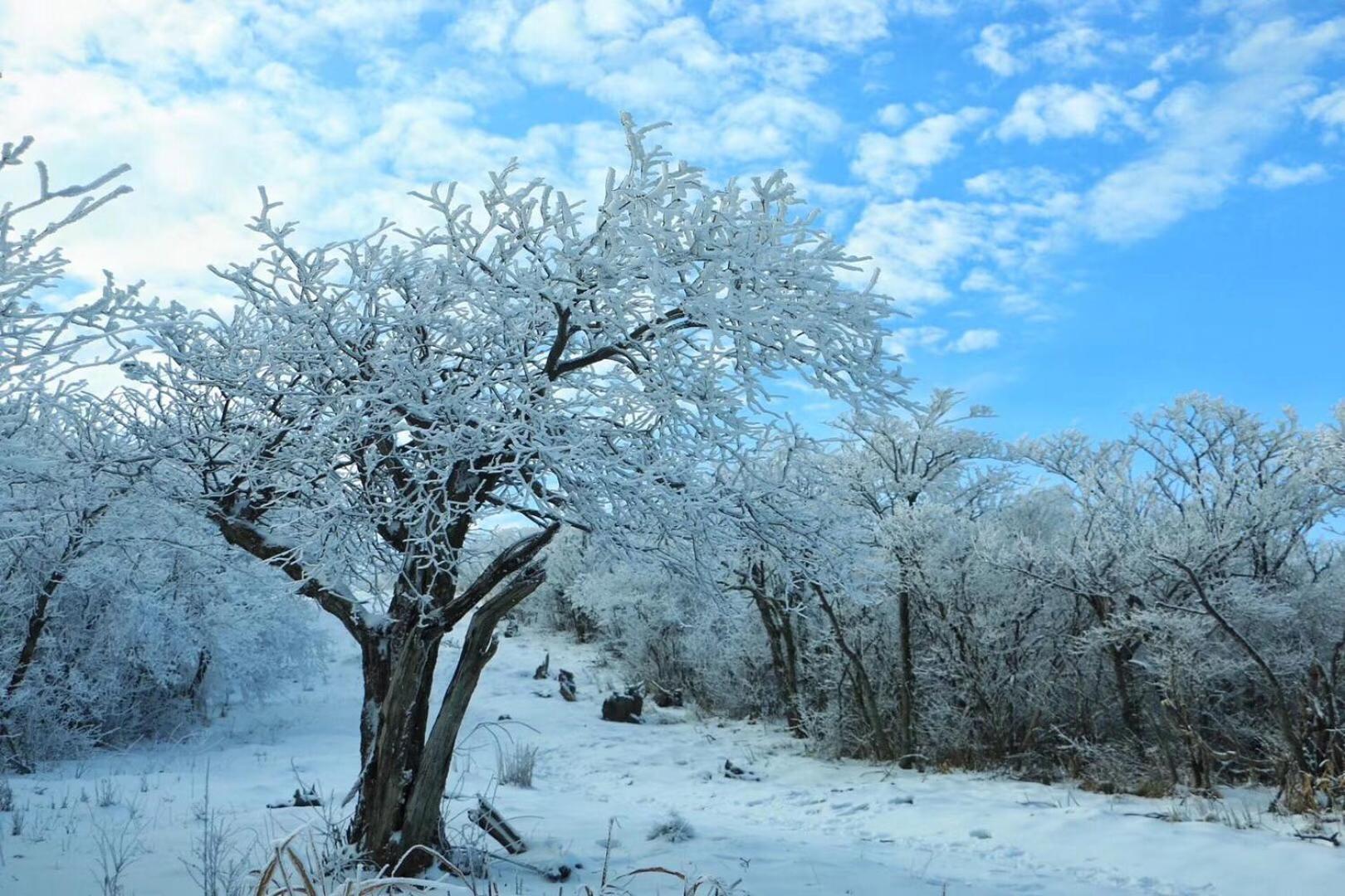 安吉 小森林 Little Forest Anji