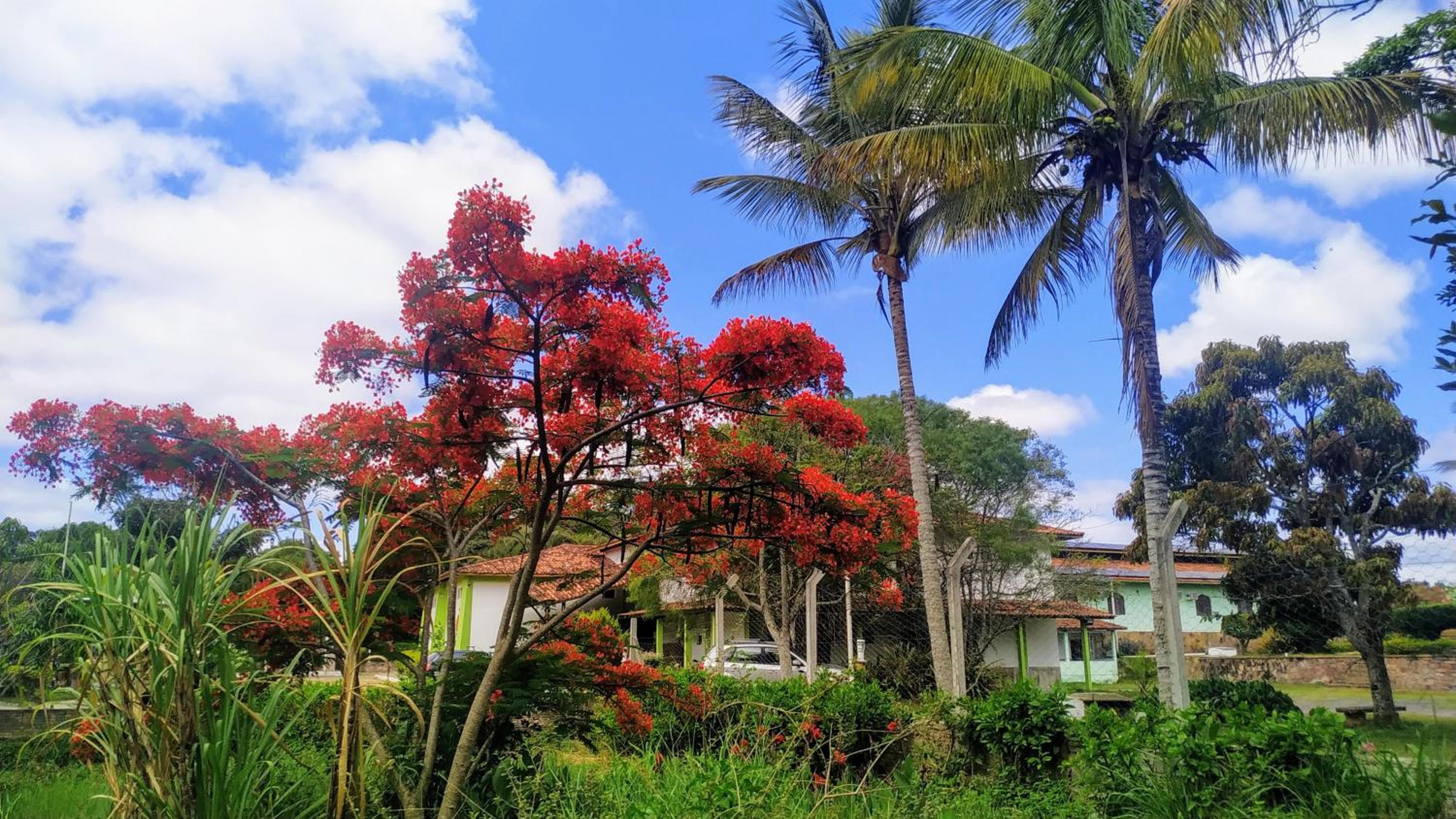 garden
