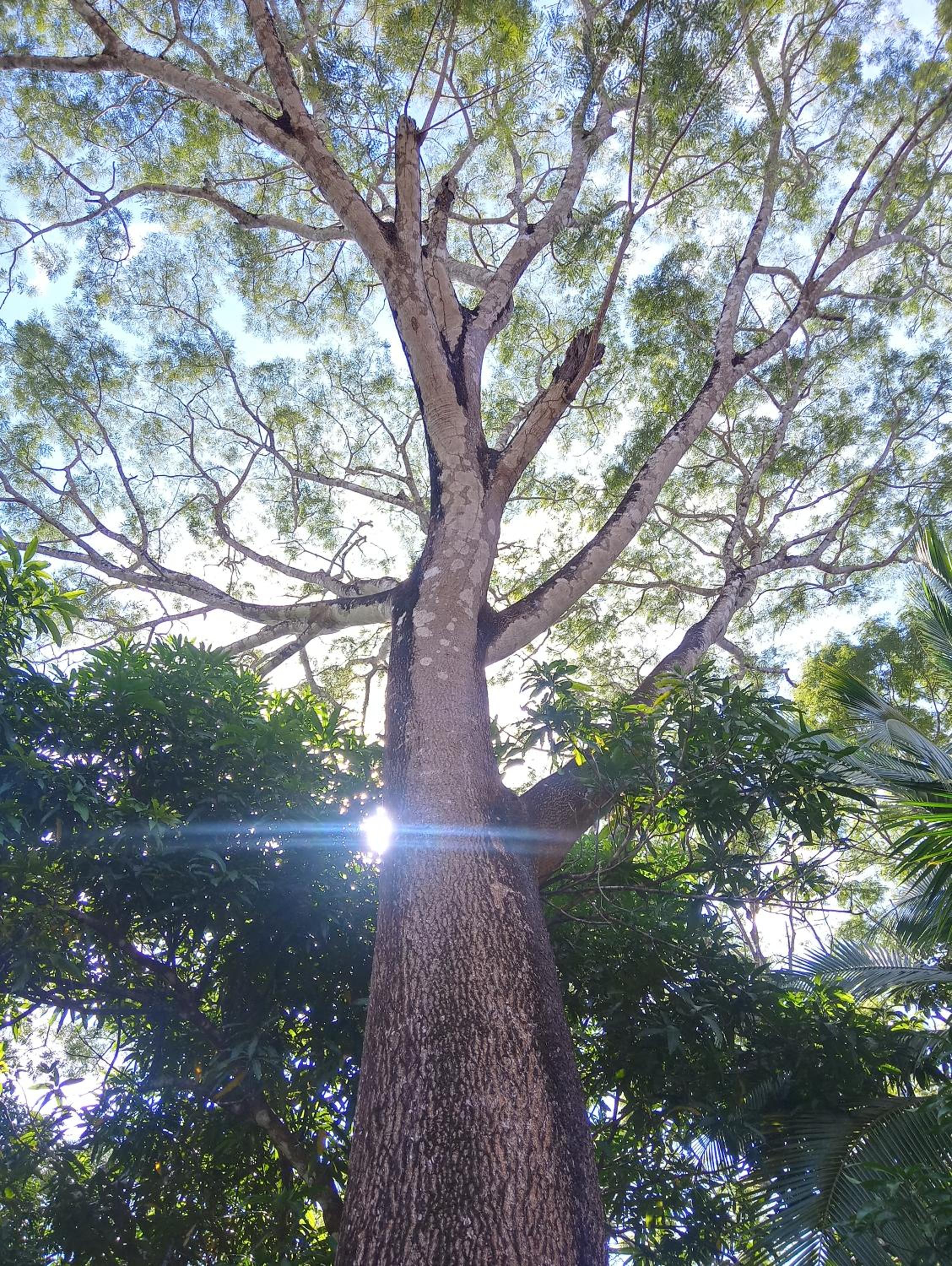 Blanconejo de Montezuma