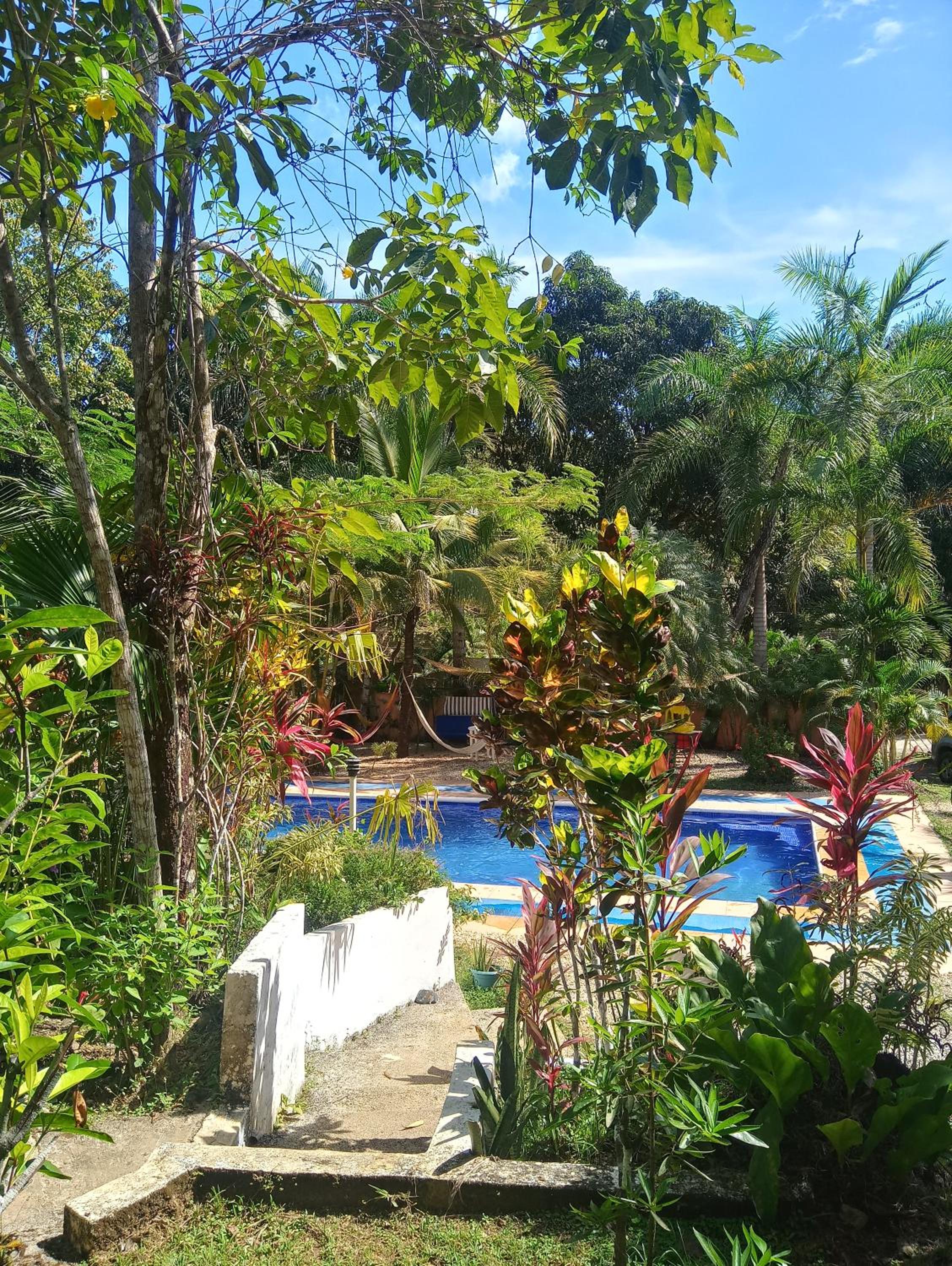Blanconejo de Montezuma