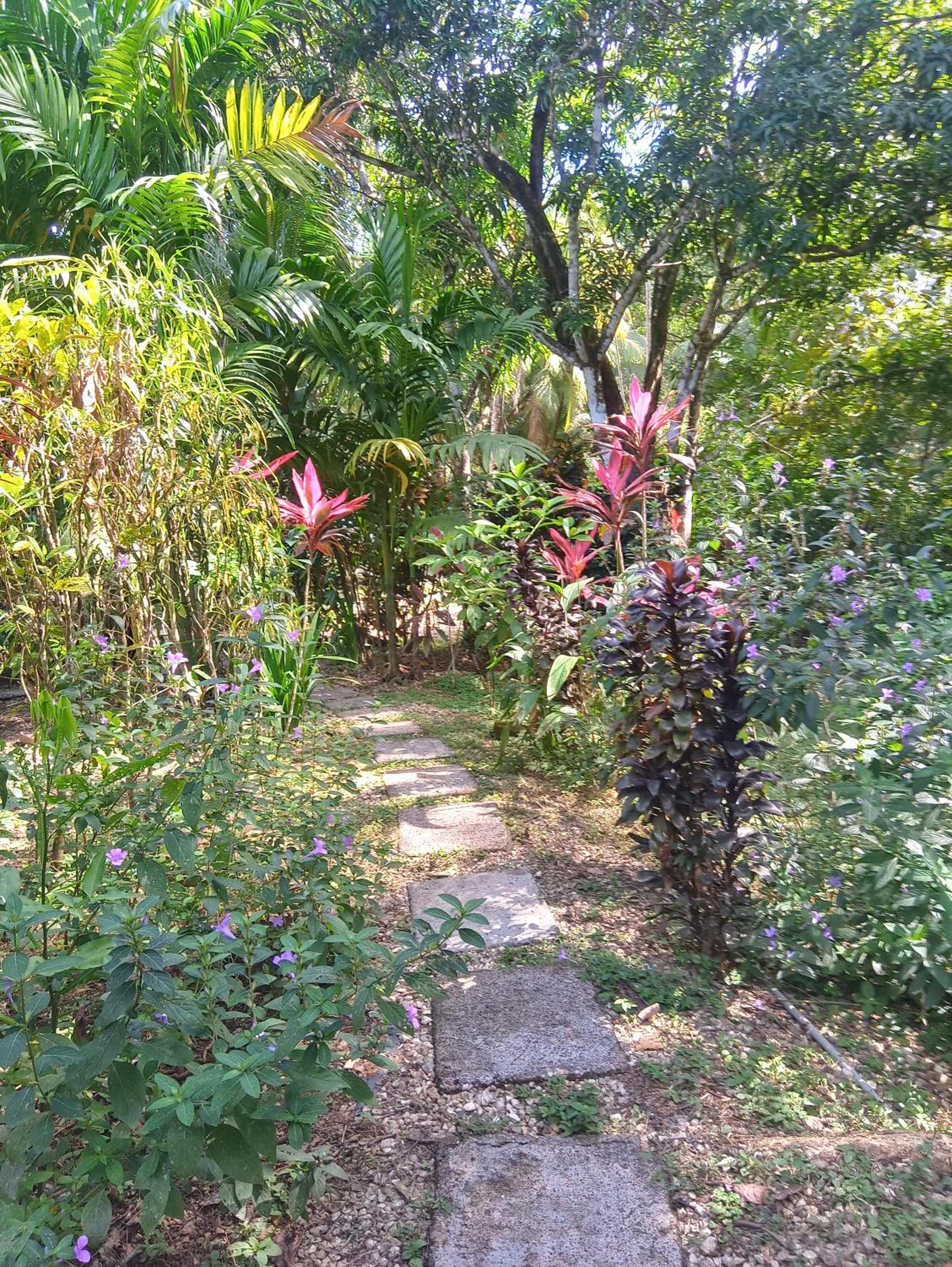 Blanconejo de Montezuma