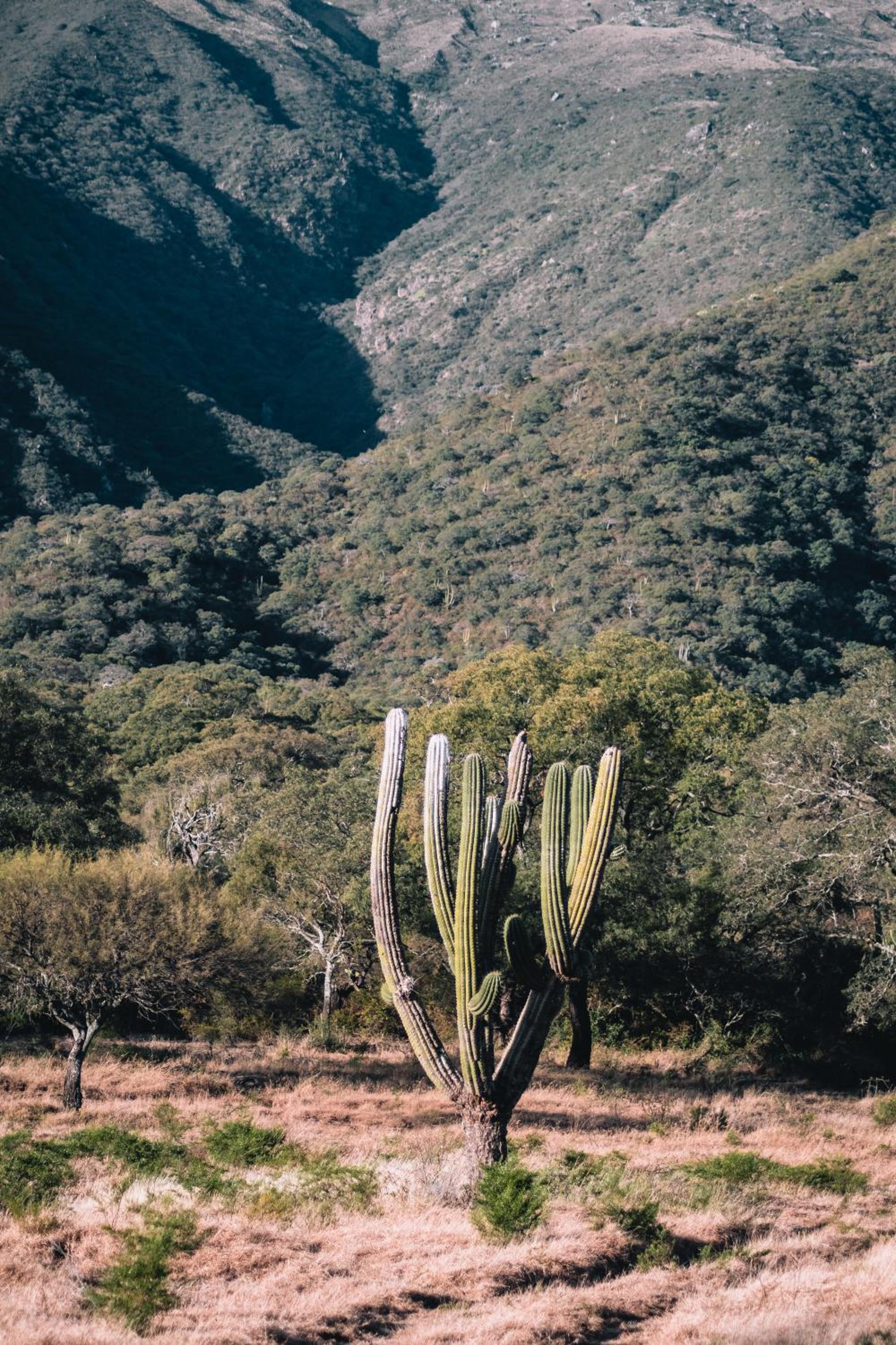 La Ceiba