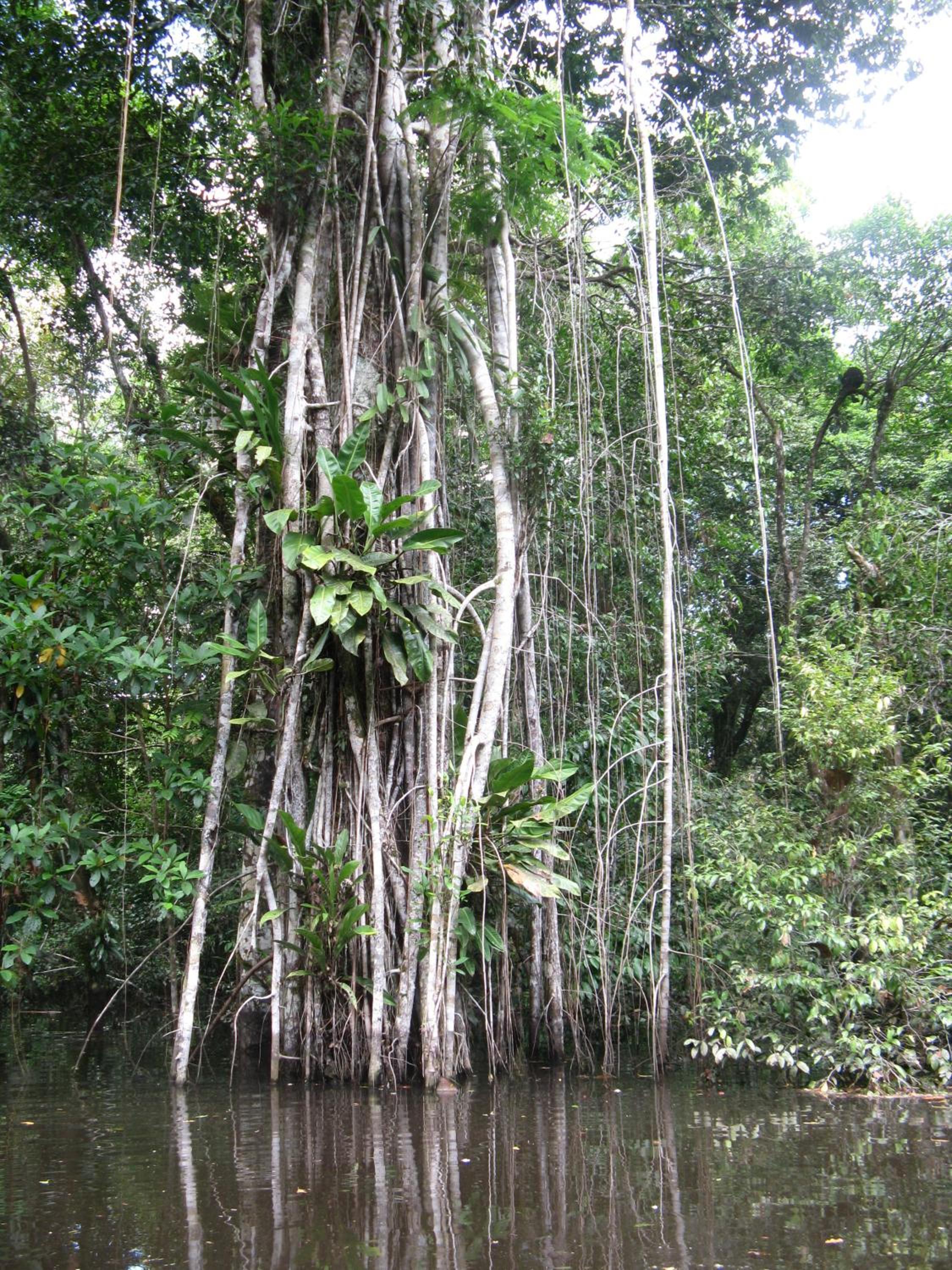 Reserva Natural Heliconia Amazonas