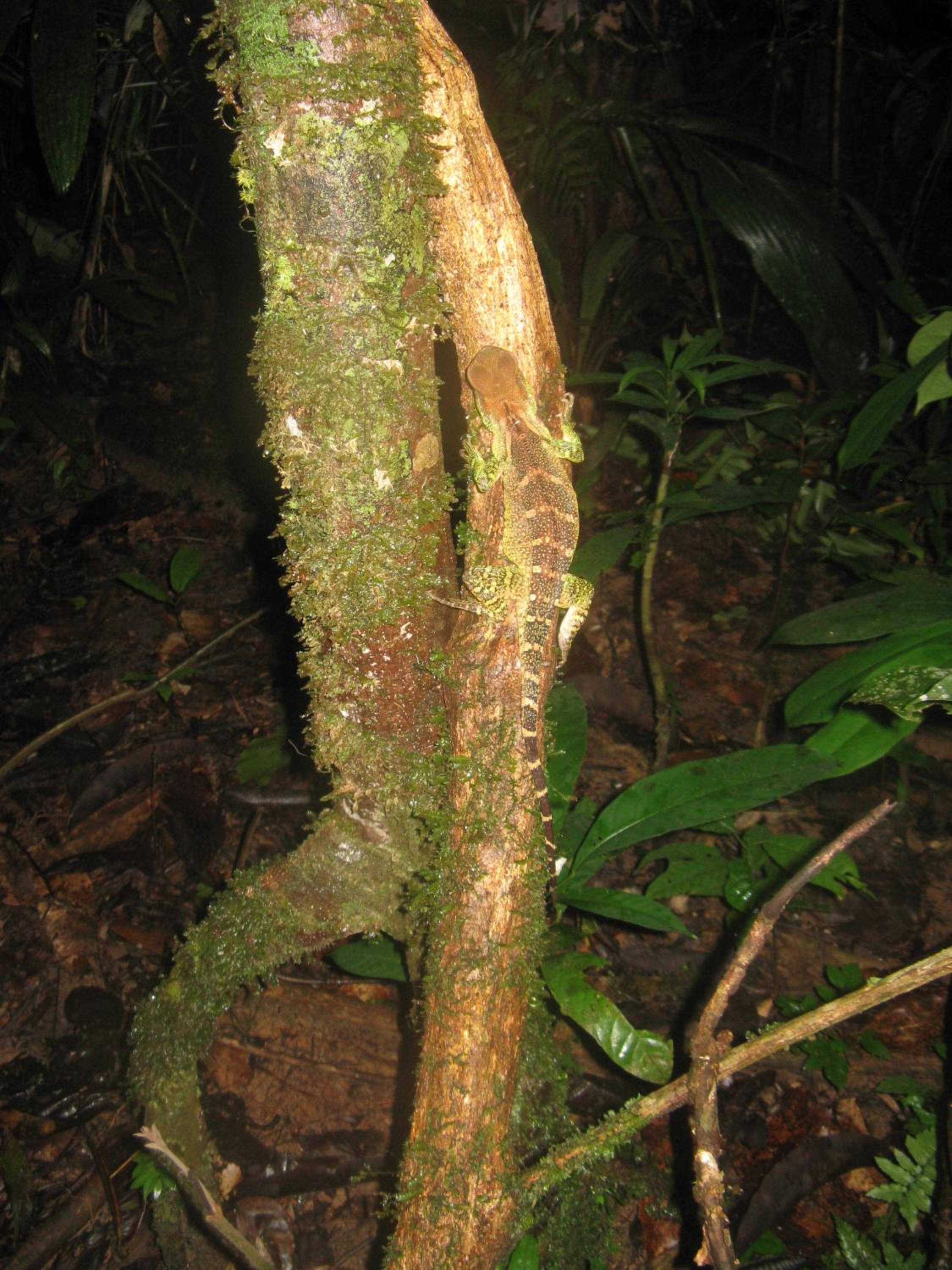 Reserva Natural Heliconia Amazonas