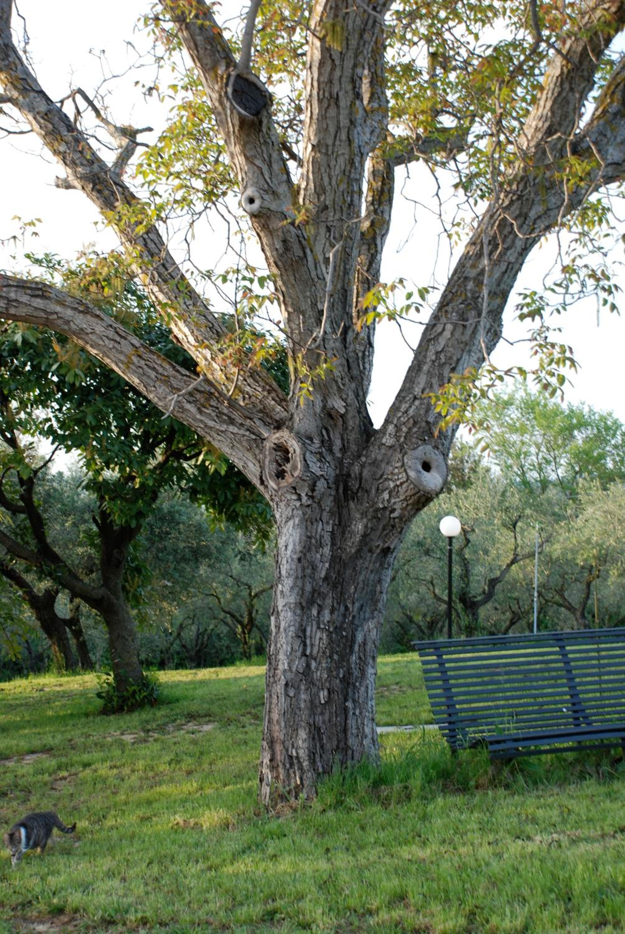 Tenuta San Savino delle Rocchette