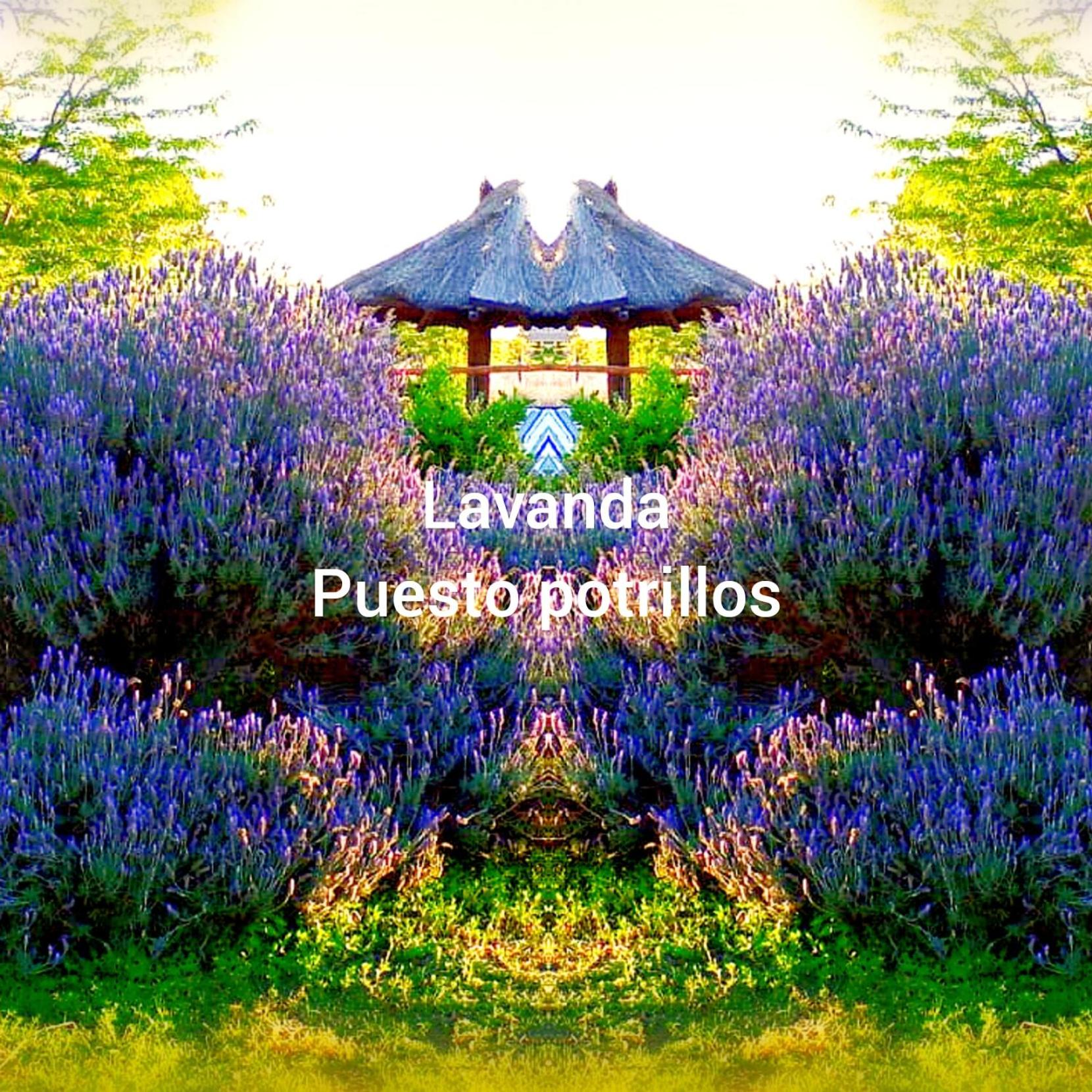 Puesto Potrillos