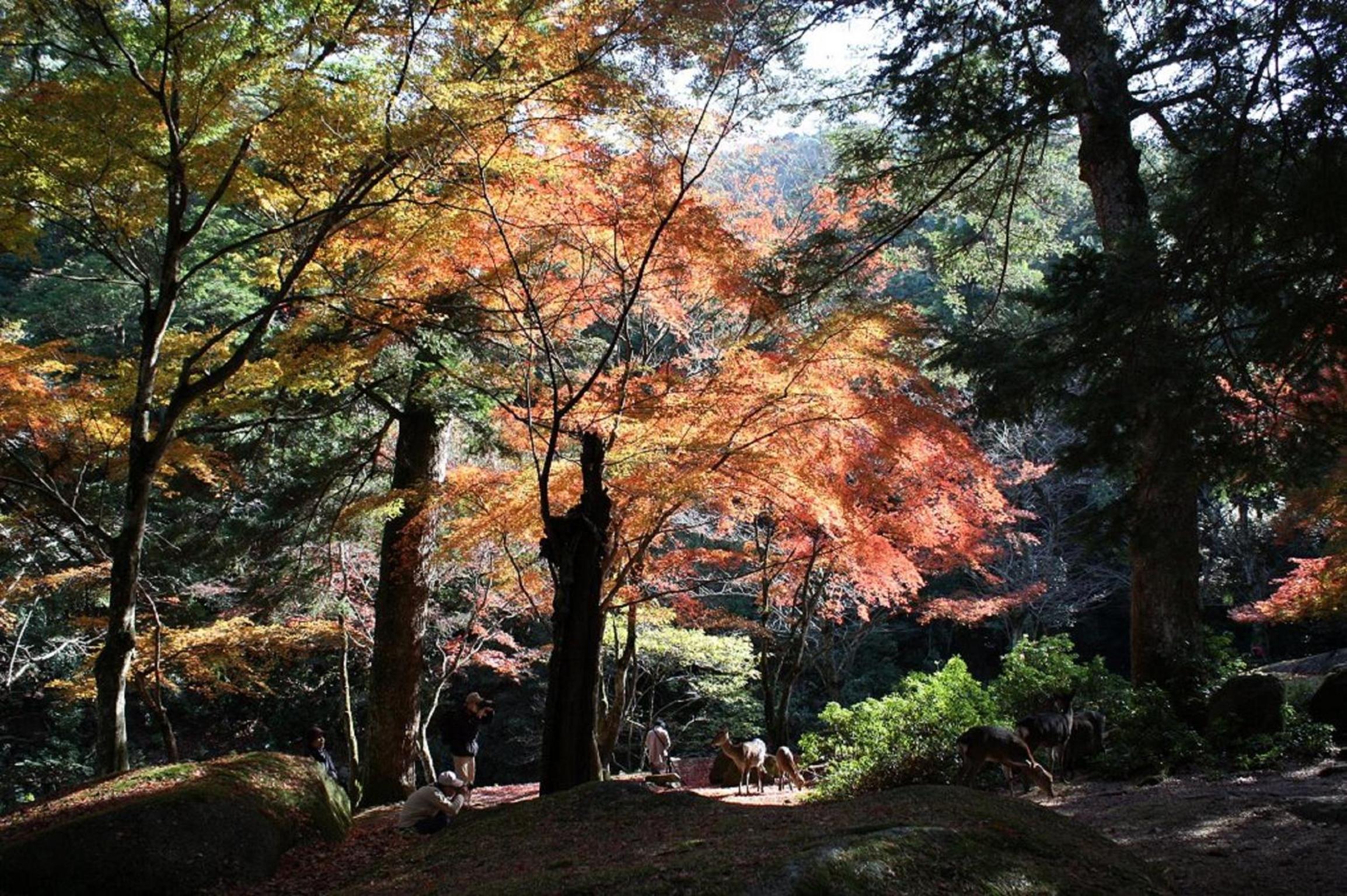 Sakuraya