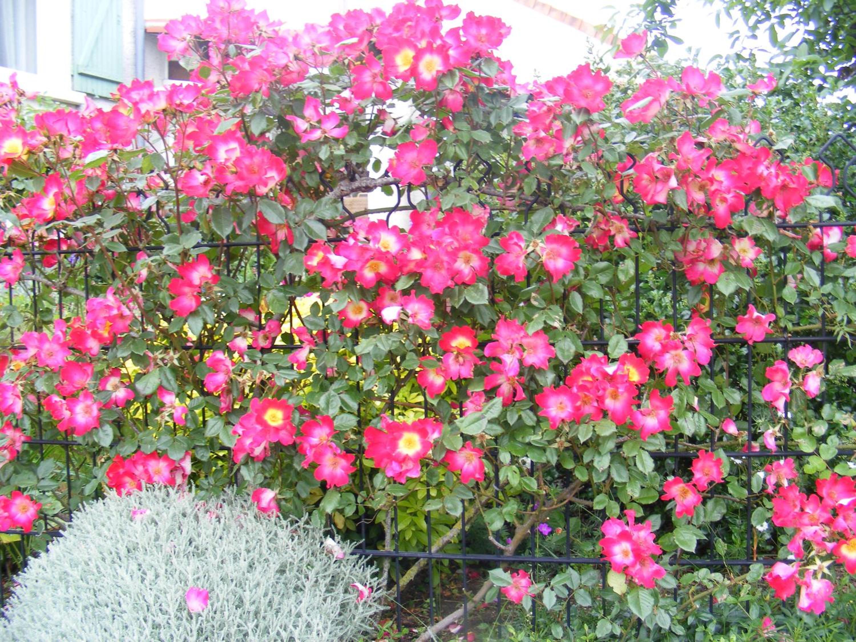 Photo 51