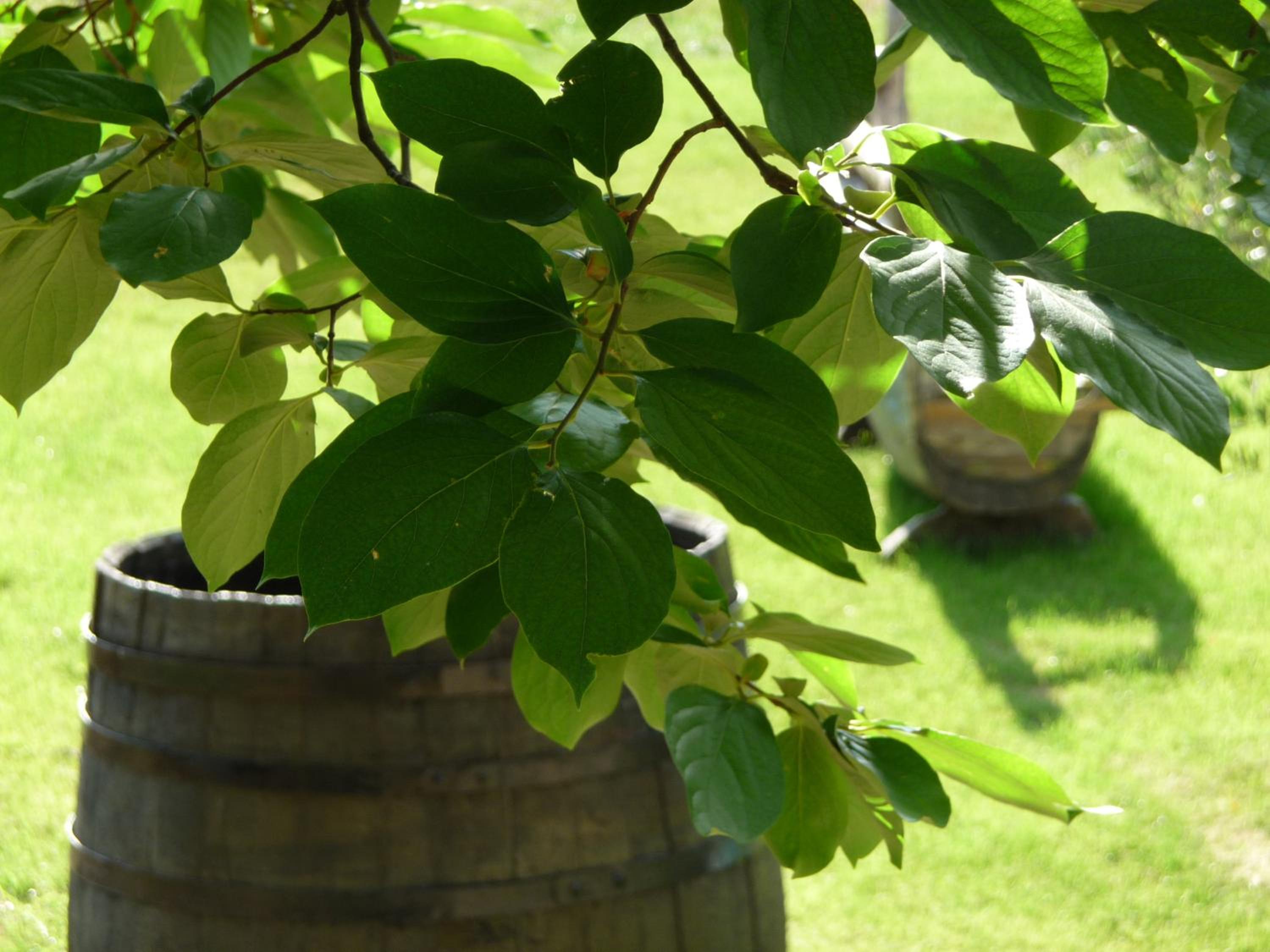 Domaine de Rochebelle