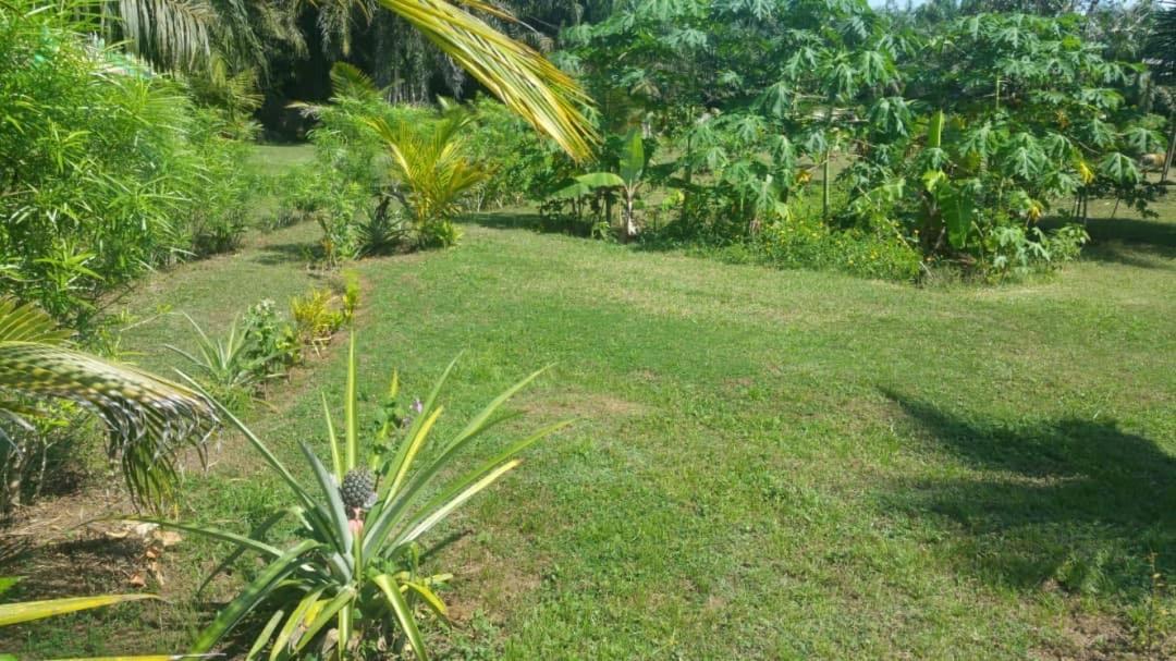 Green Zion Garden view 2