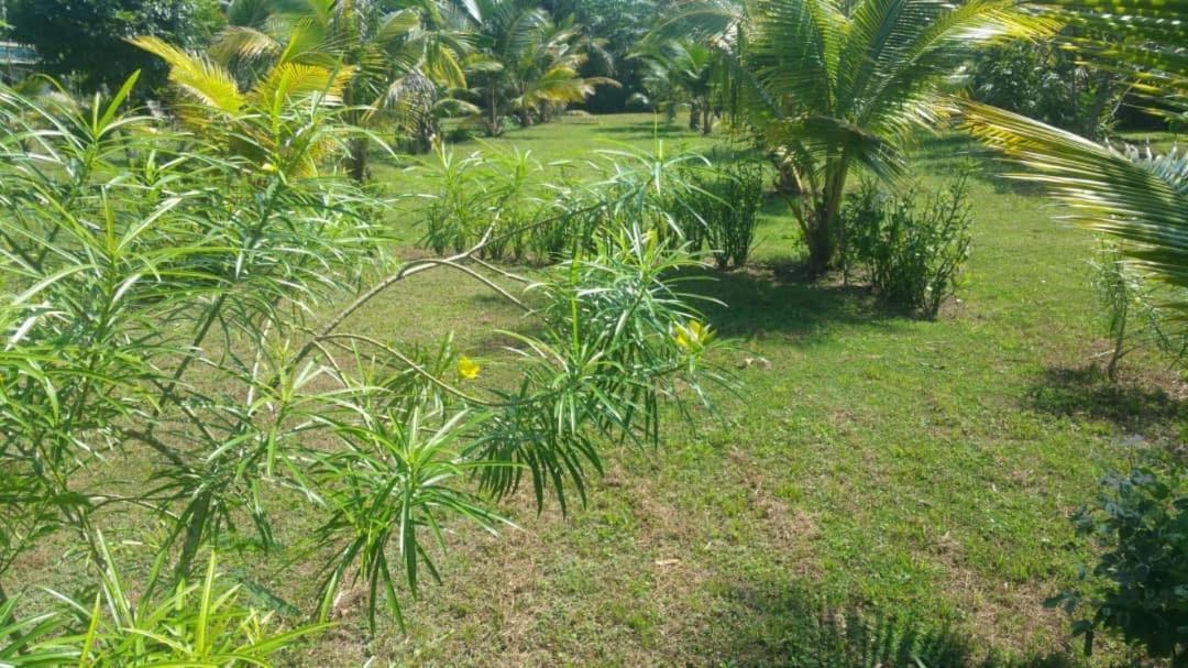 Green Zion Garden view 4