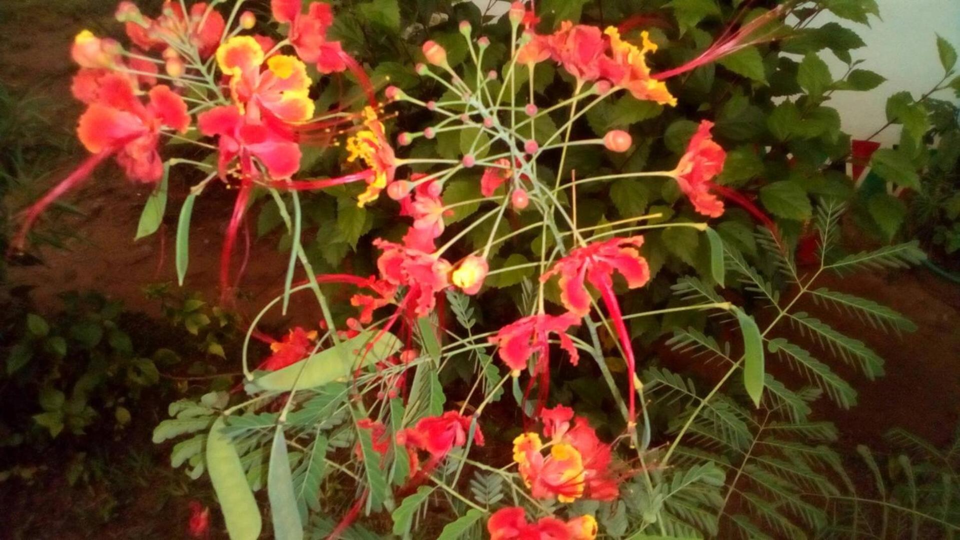 Photo 46