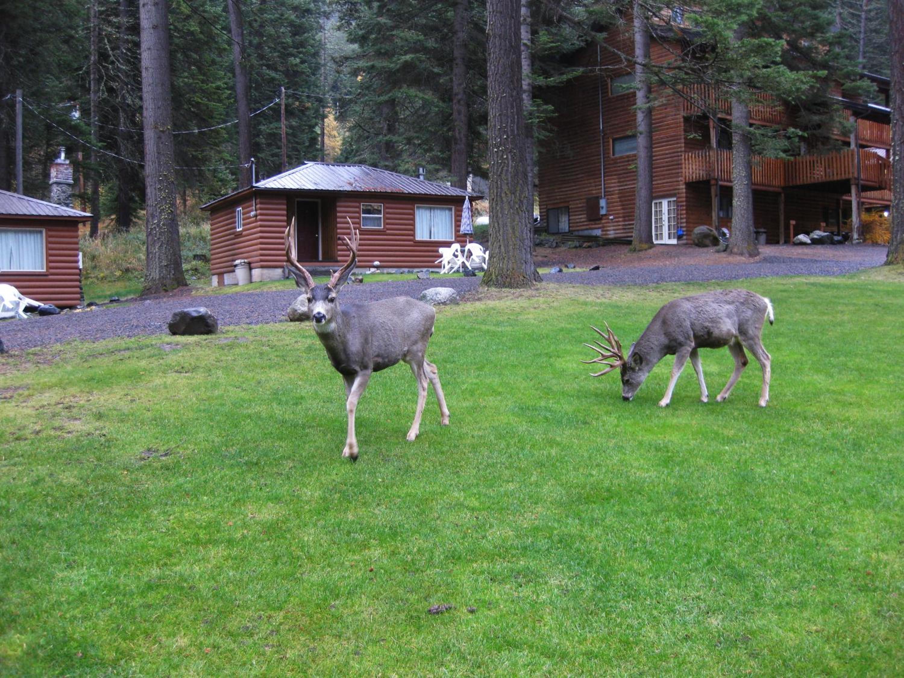 Eagle Cap Chalets