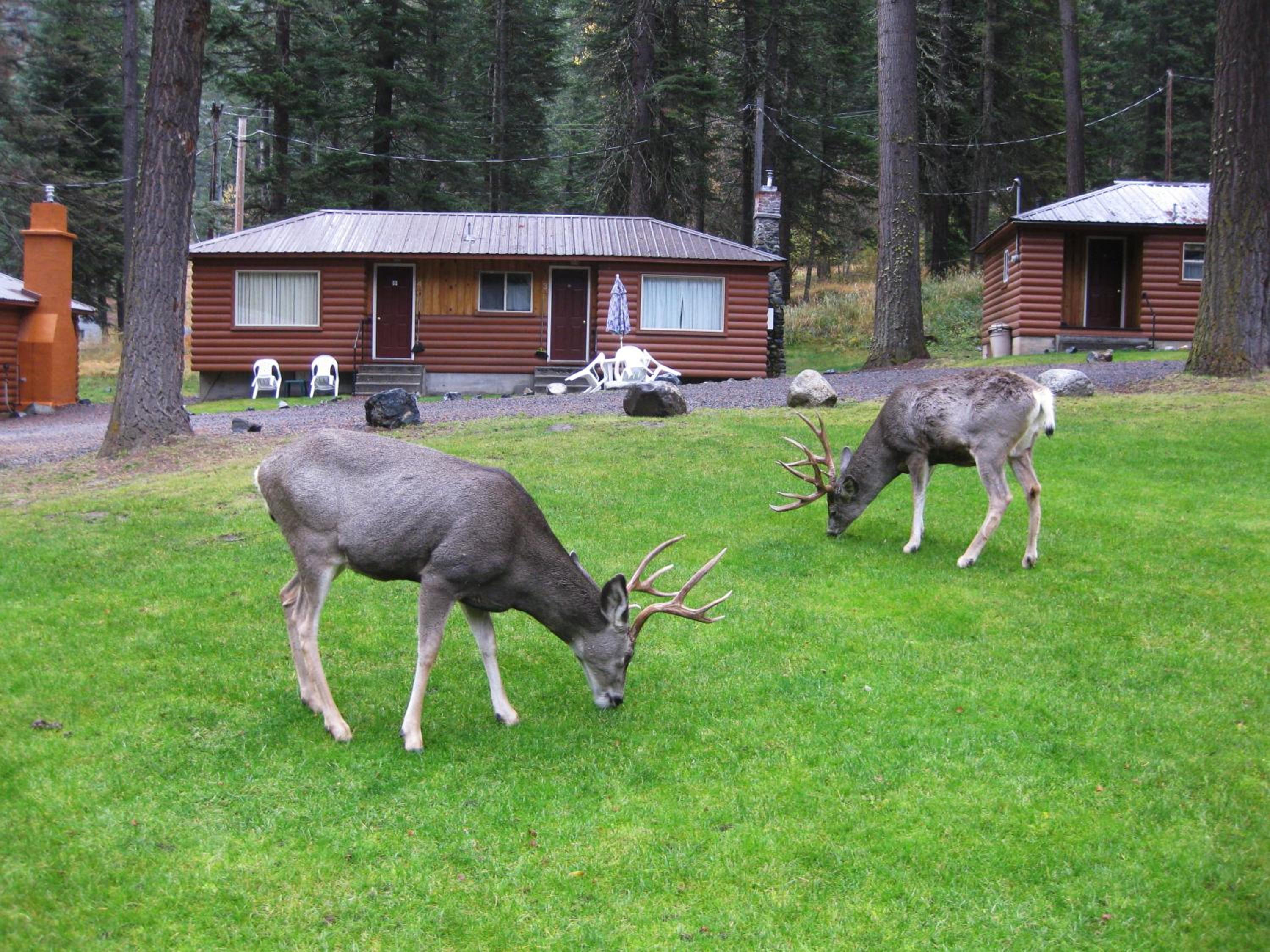 Eagle Cap Chalets