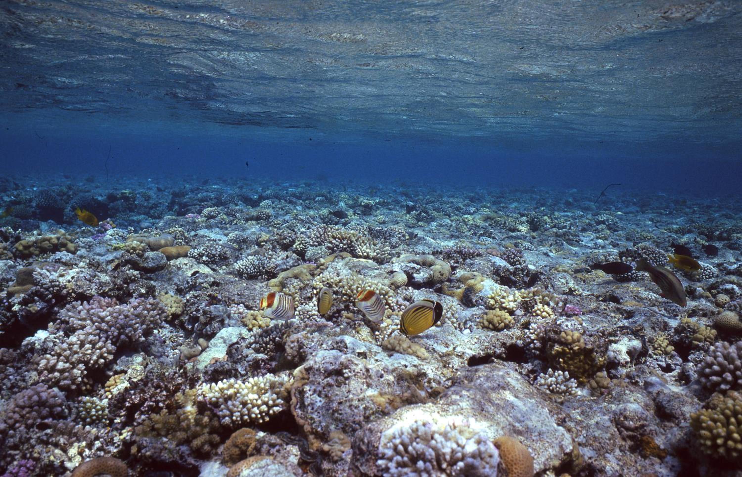 Star Of Dahab Hotel
