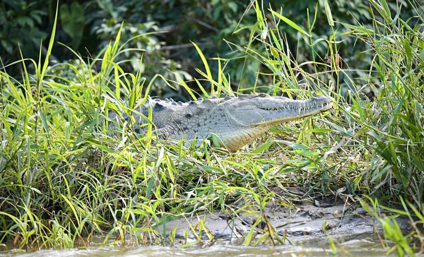 Iguanitas Lodge
