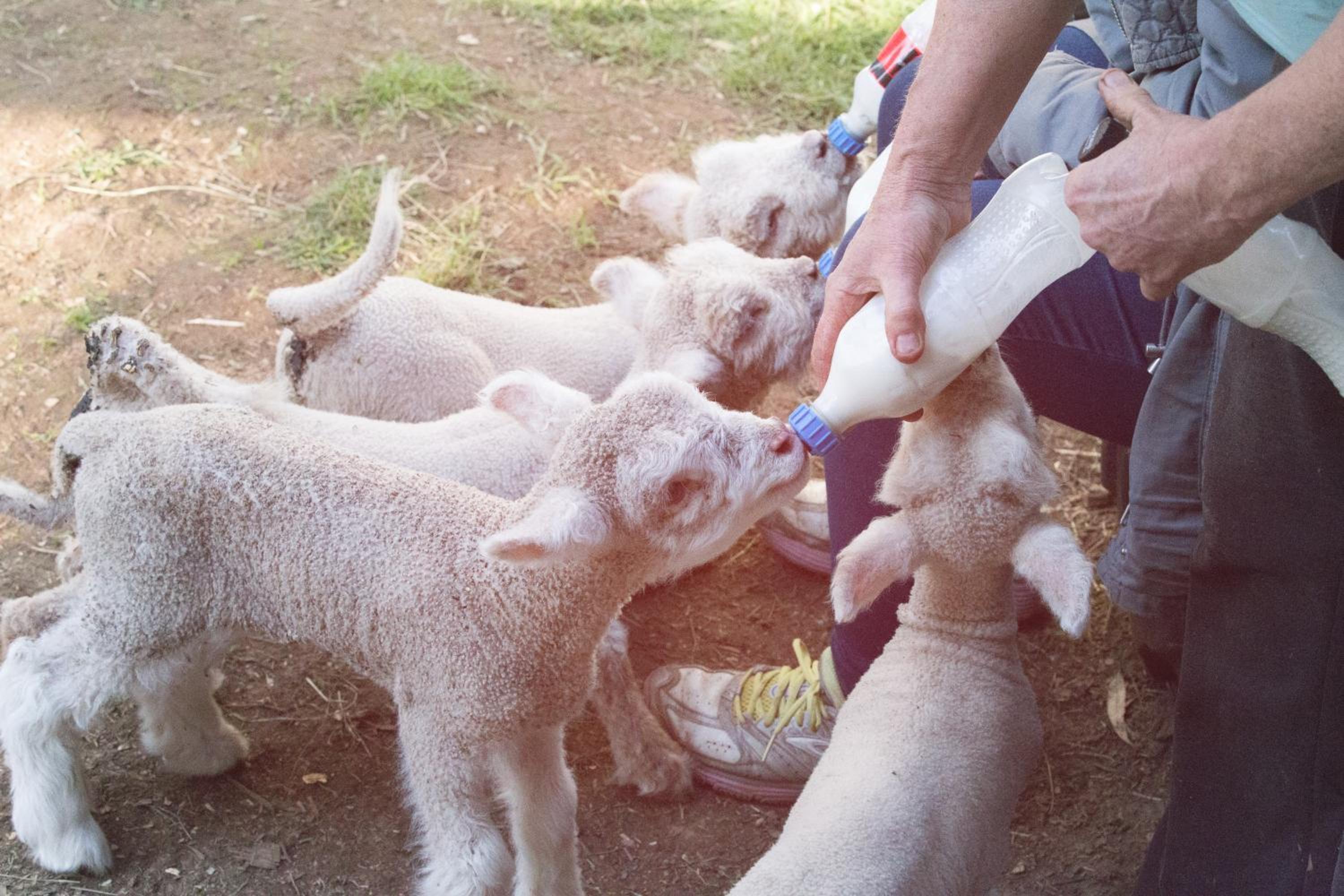 Fellcroft Farmstay