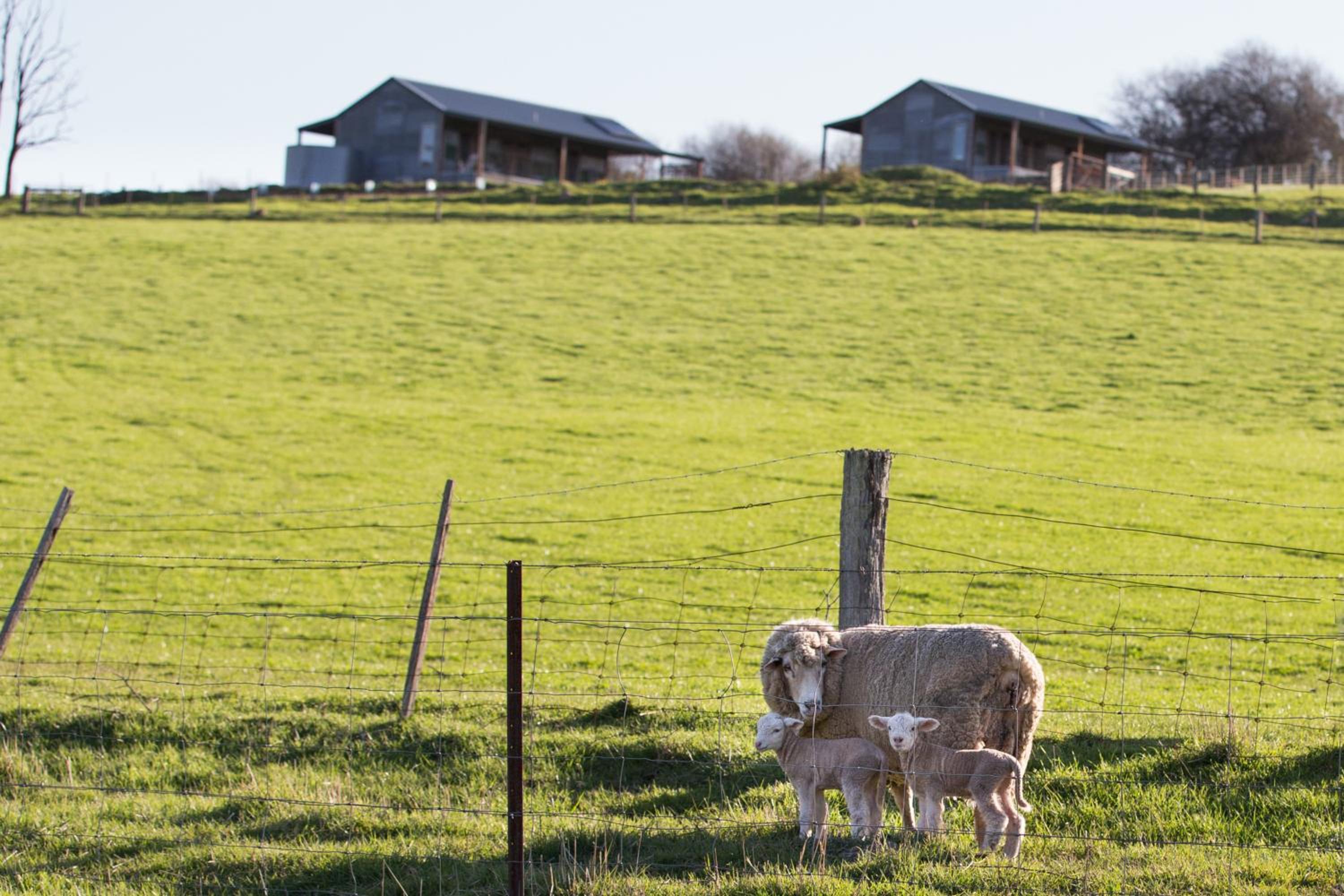 Fellcroft Farmstay