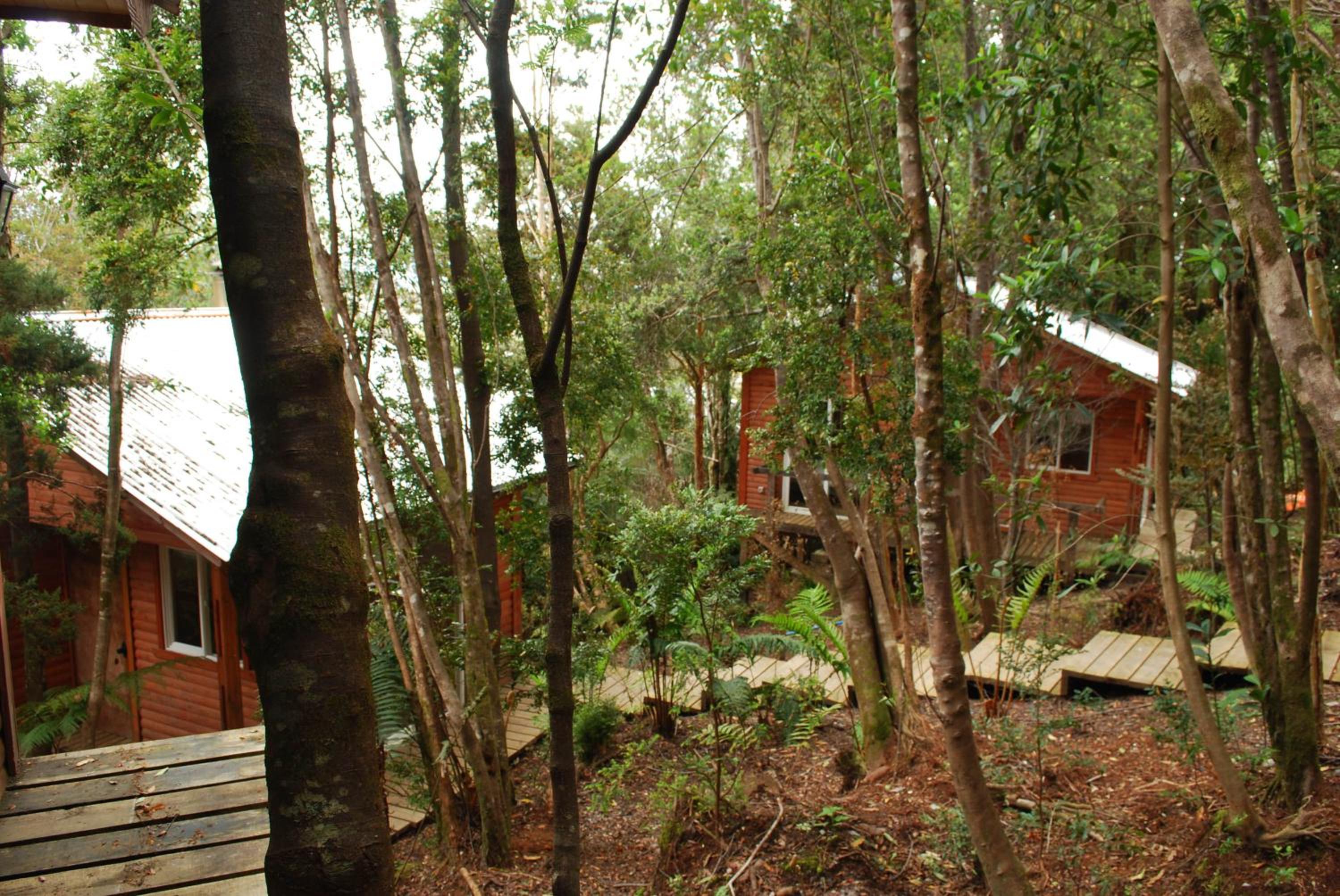 Chucao Bosque y Cabañas