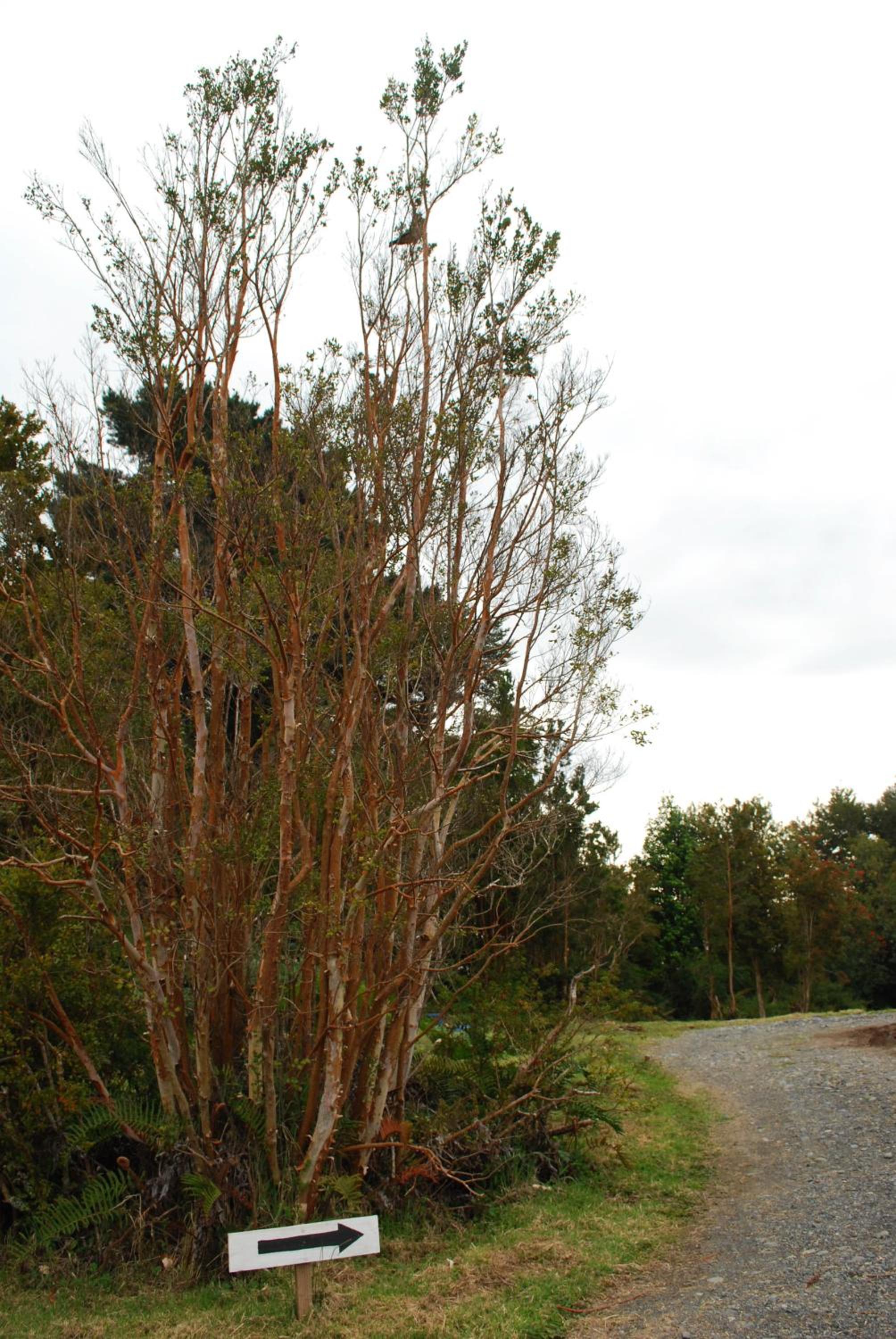 Chucao Bosque y Cabañas