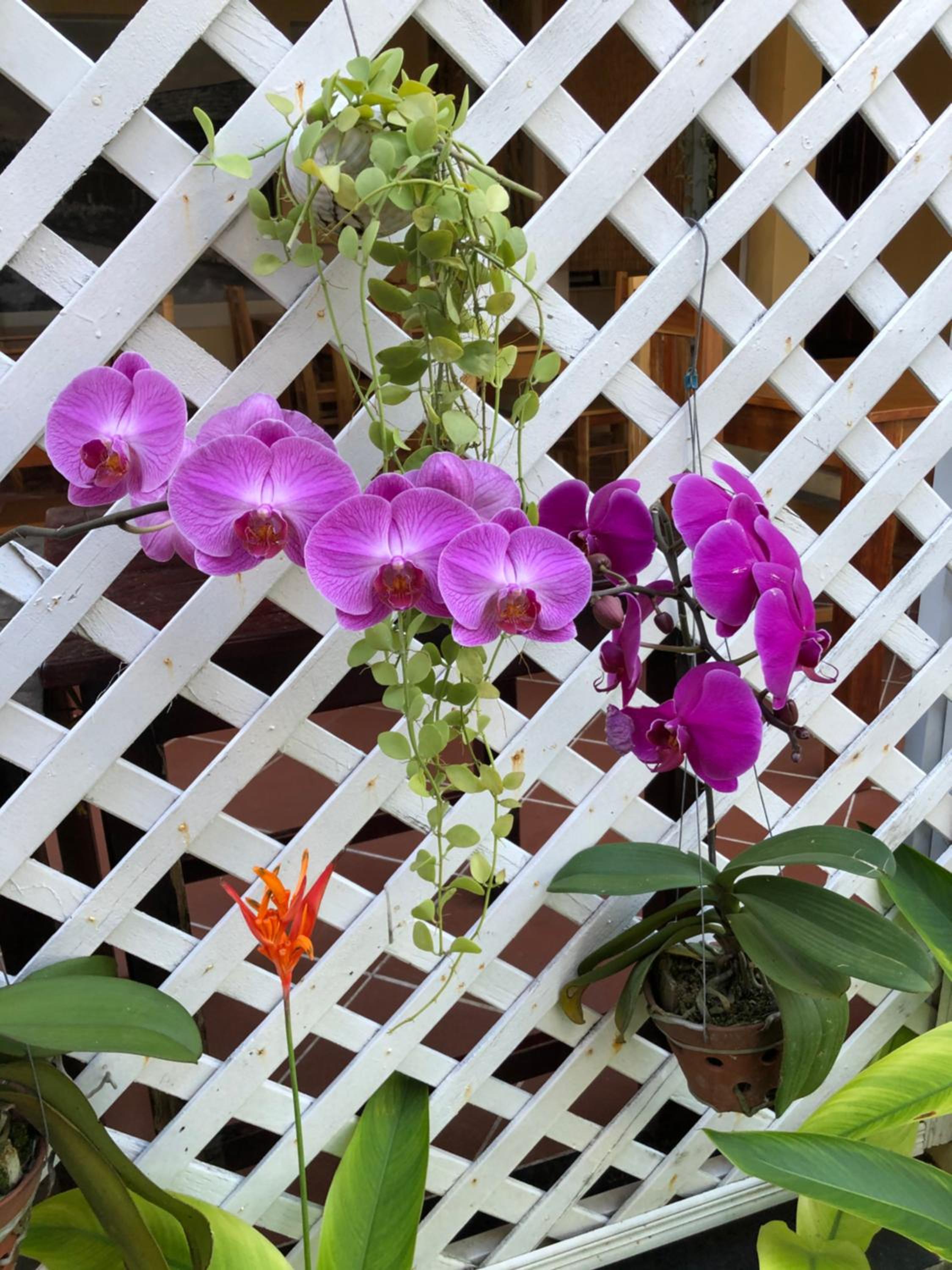 Tropical Garden Phu Quoc