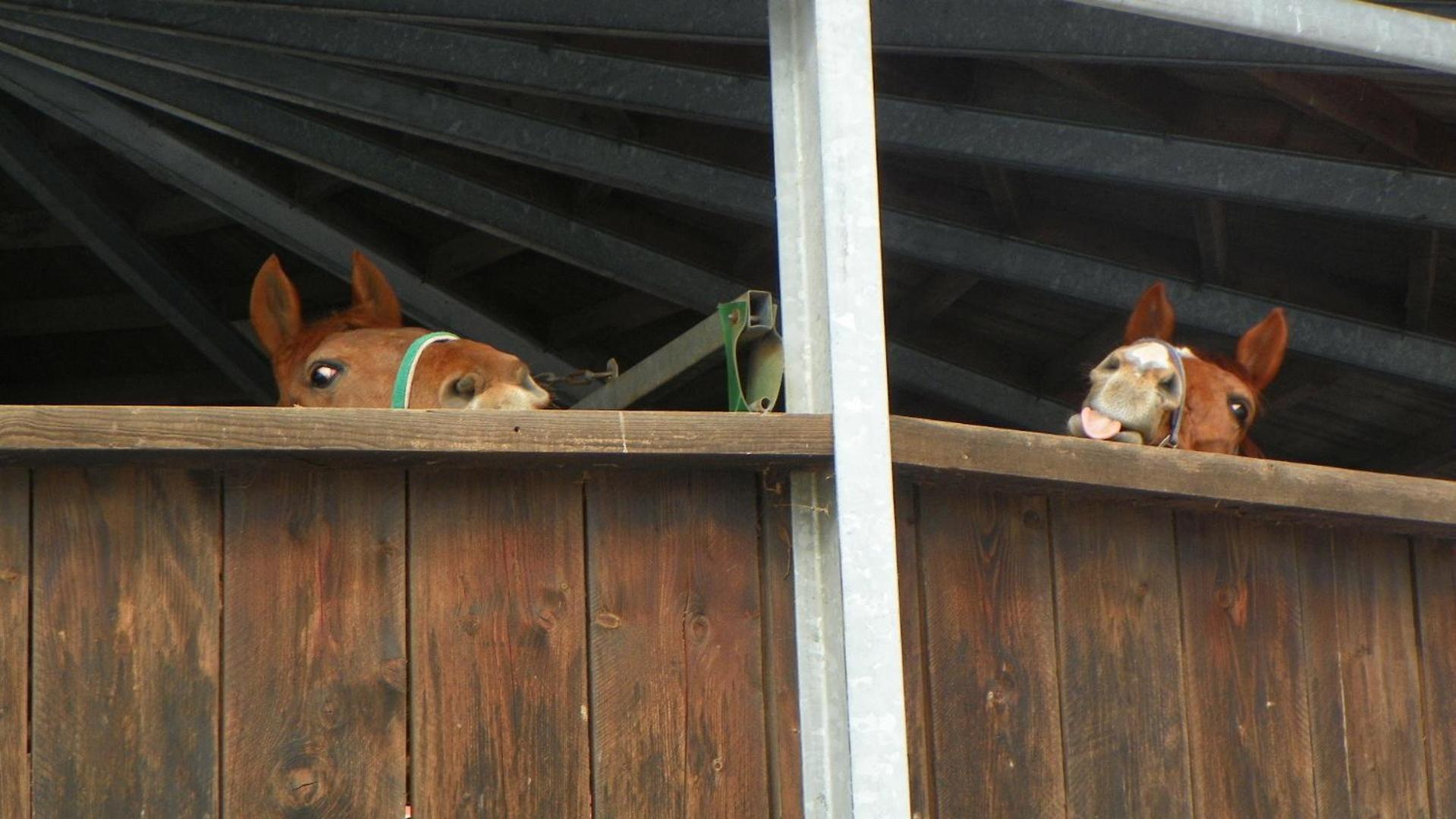 Reiter- und Ferienhof Redder, photo 15