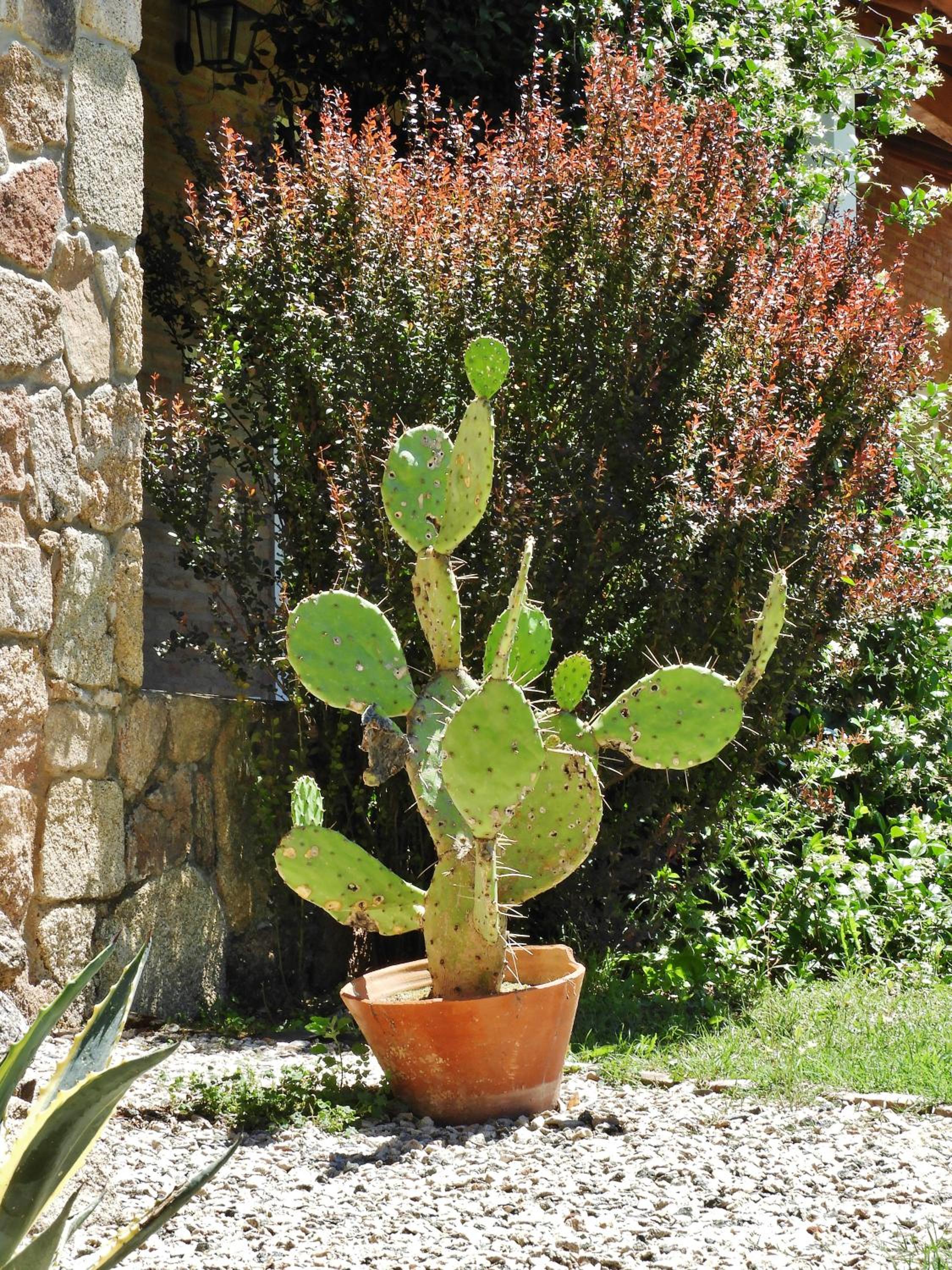 Posada Terracota