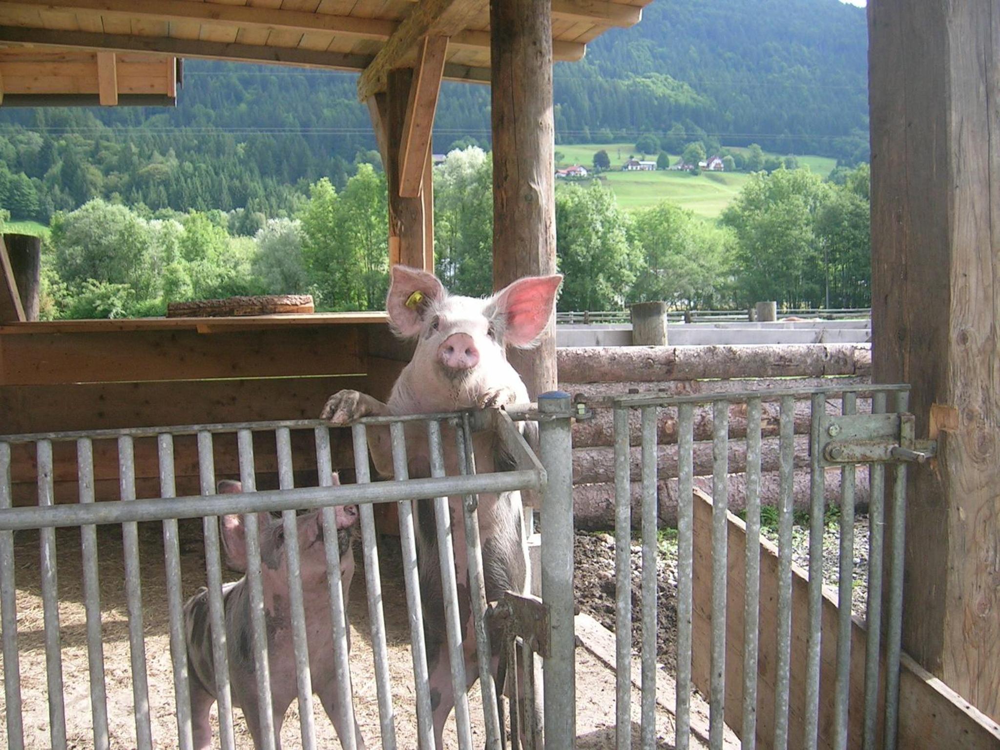 Schullerhof